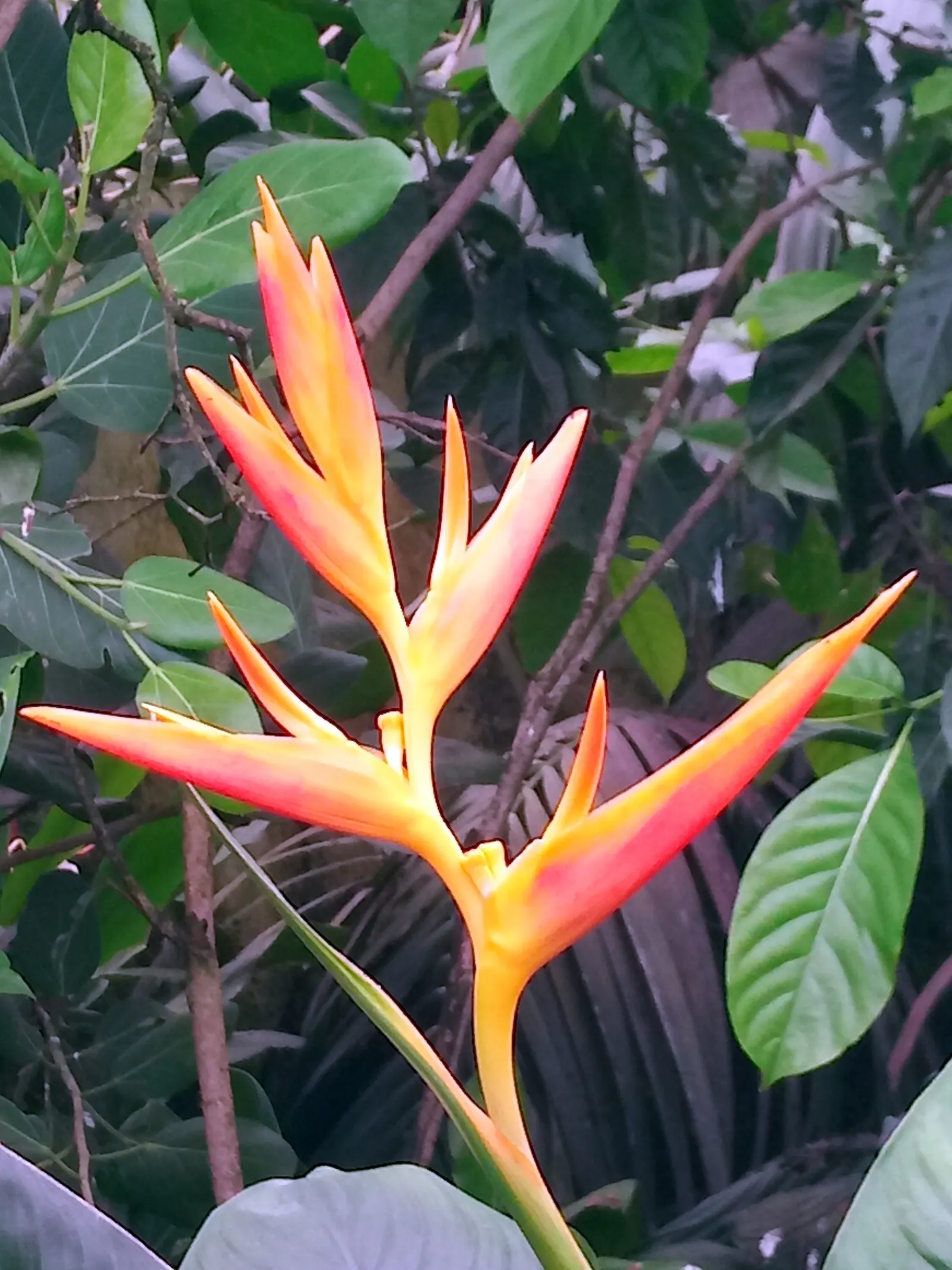 Pretoria Canna Lily (Canna 'Pretoria') — <br><br>Watering the Pretoria Canna sufficiently to keep the soil consistently moist is crucial