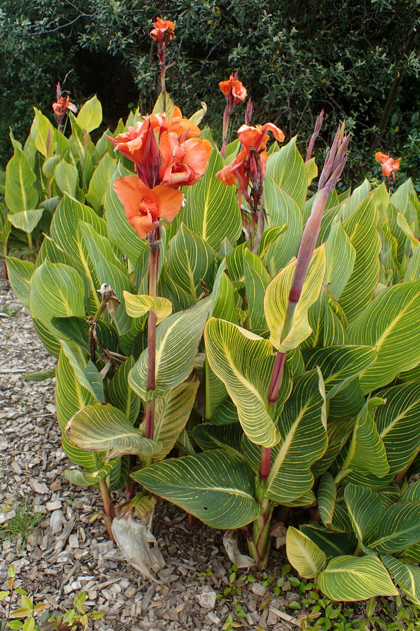 Pretoria Canna Lily (Canna 'Pretoria') — with petals that have a subtly ruffled look
