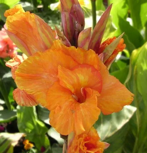 Pretoria Canna Lily (Canna 'Pretoria') — showy flowers that can be up to 6 inches across
