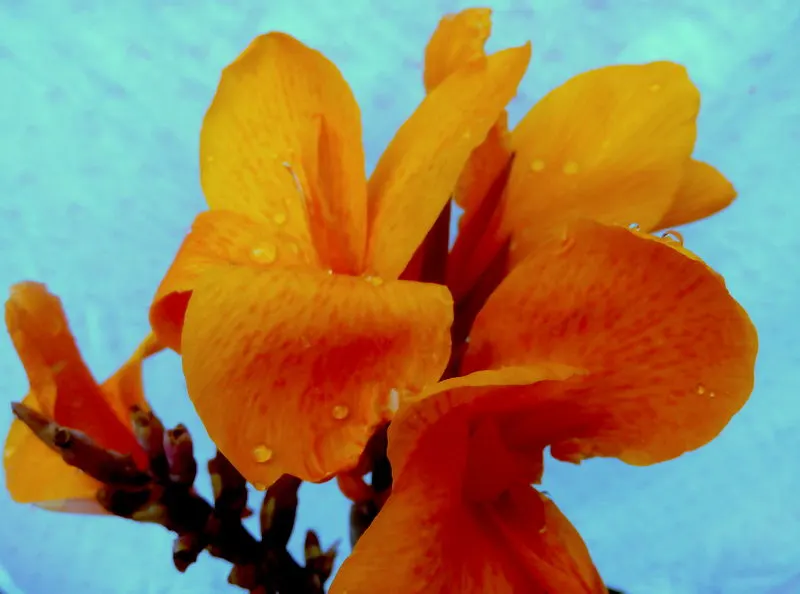 Pretoria Canna Lily (Canna 'Pretoria') — Hardiness zones for the Pretoria Canna range from 7 to 10