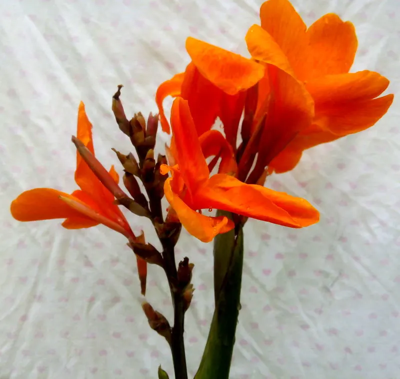 Pretoria Canna Lily (Canna 'Pretoria') — tropical aesthetics to any landscape design