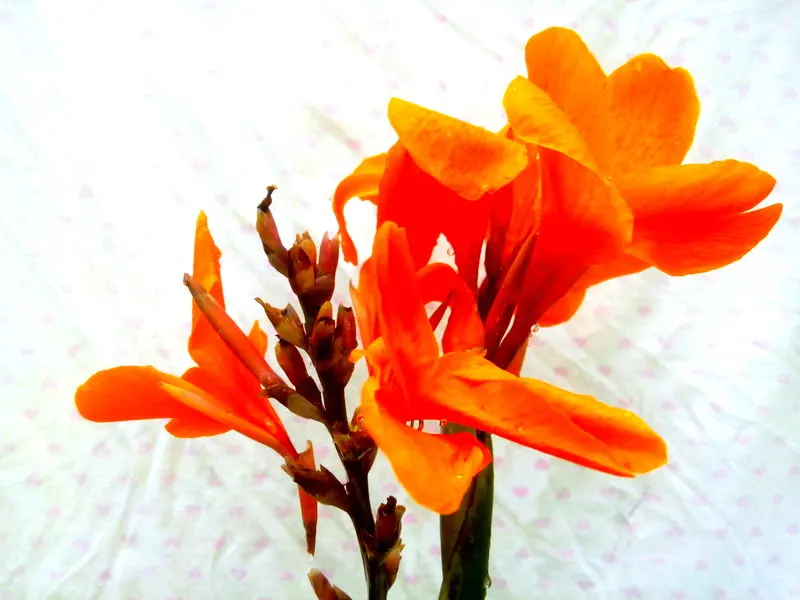 Pretoria Canna Lily (Canna 'Pretoria') — is a striking perennial that offers lush