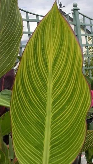 Pretoria Canna Lily (Canna 'Pretoria') — Renowned for its bold variegated foliage