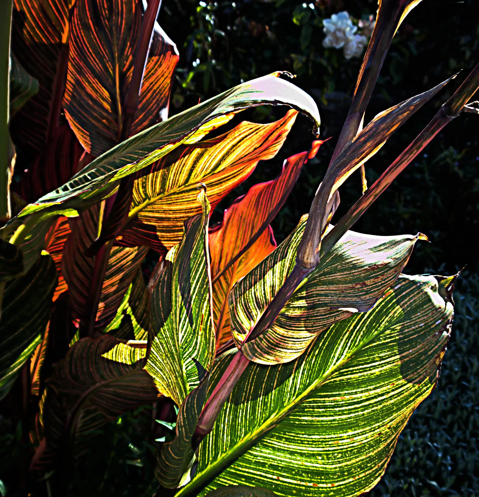 Pretoria Canna Lily (Canna 'Pretoria') — giving the plant an exotic and flamboyant presence