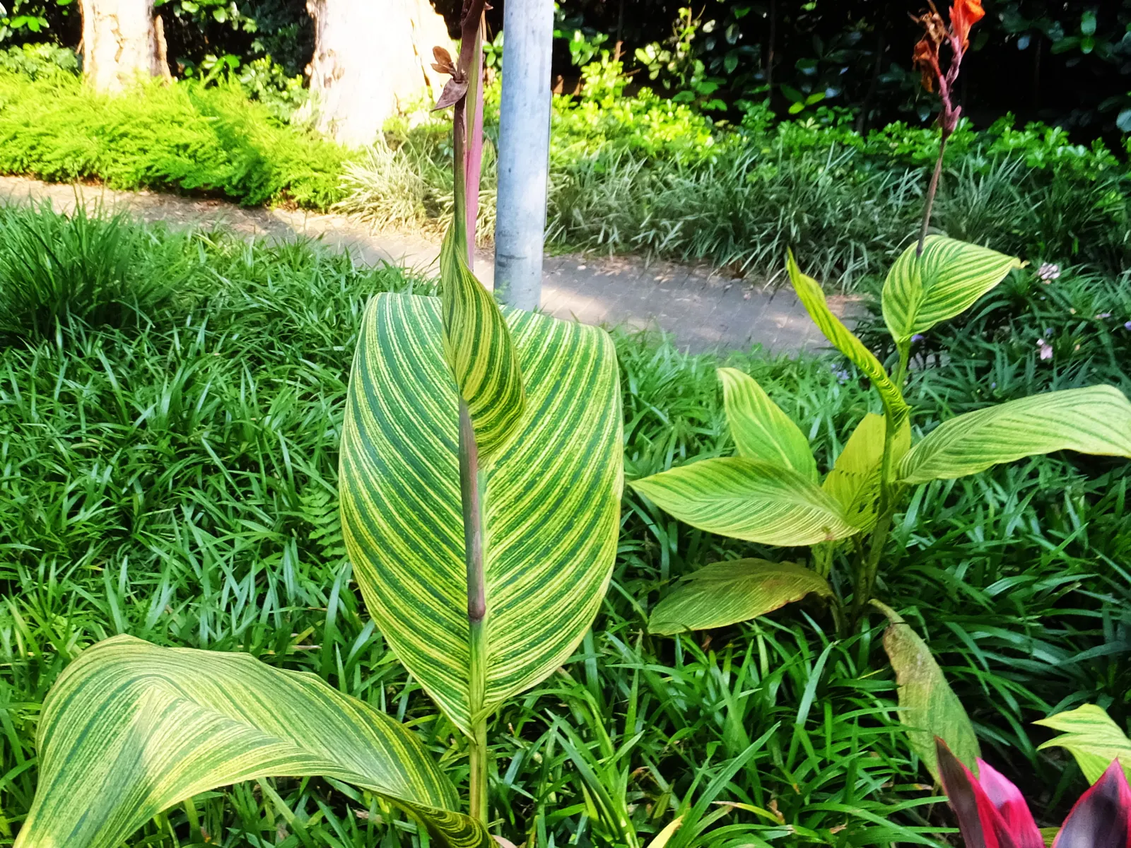 Pretoria Canna Lily (Canna 'Pretoria') — This perennial thrives in full sun to partial shade and prefers moist, well-draining soil
