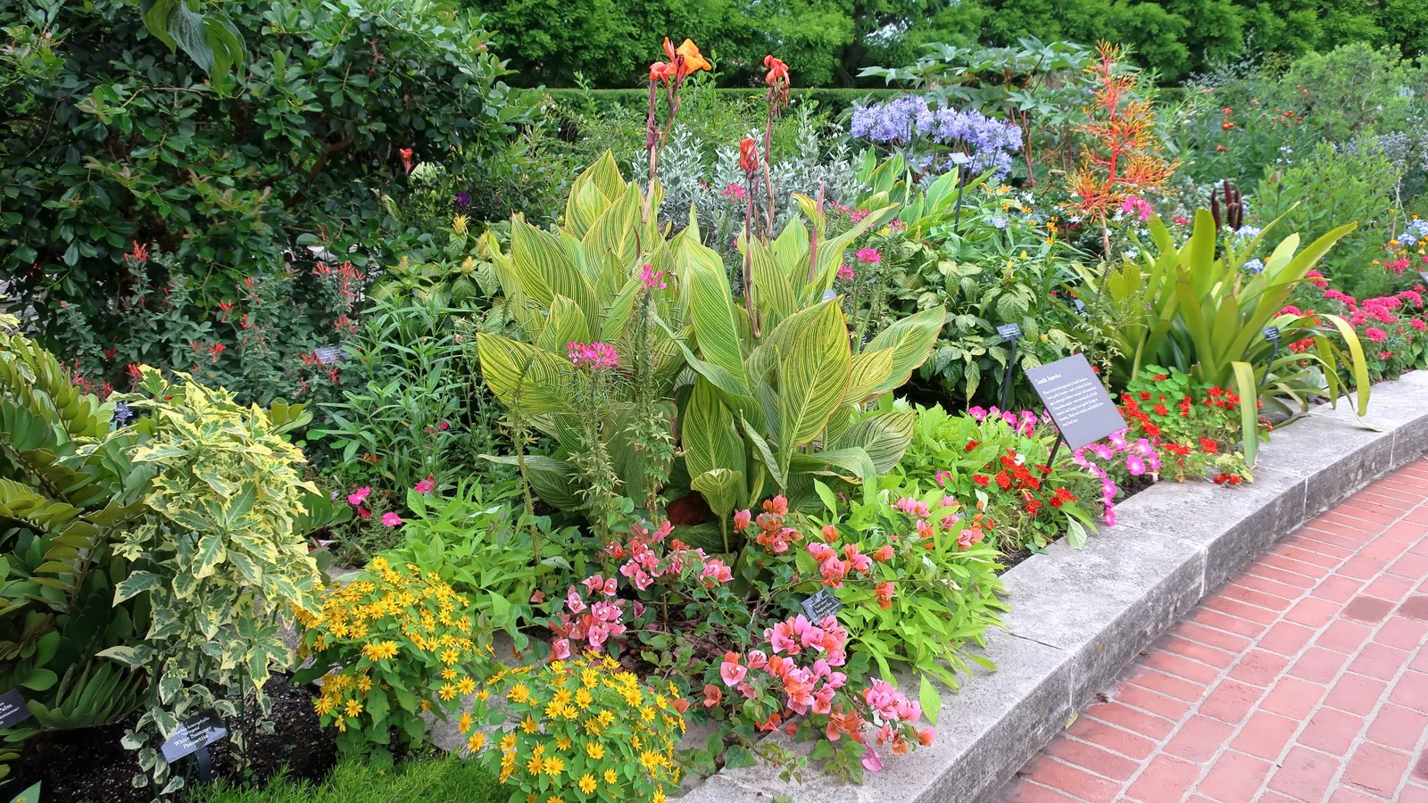 Pretoria Canna Lily (Canna 'Pretoria') — The blossoms are a brilliant orange