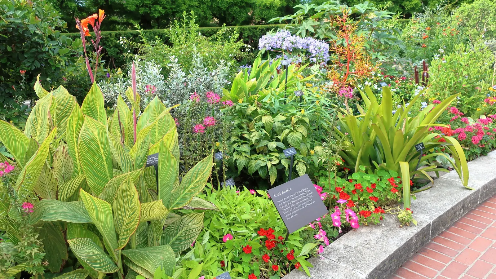 Pretoria Canna Lily (Canna 'Pretoria') — The Canna 'Pretoria', also known as the Bengal Tiger Canna, boasts striking green and yellow striped foliage