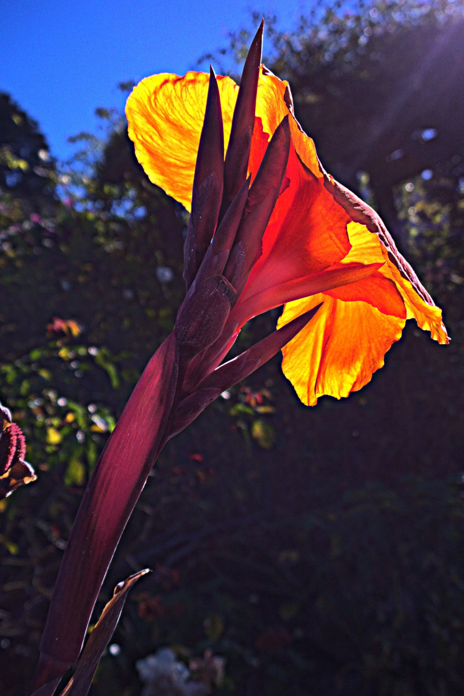 Pretoria Canna Lily (Canna 'Pretoria') — Hardy in USDA Zones 7-10, it commands attention in borders or as a focal point