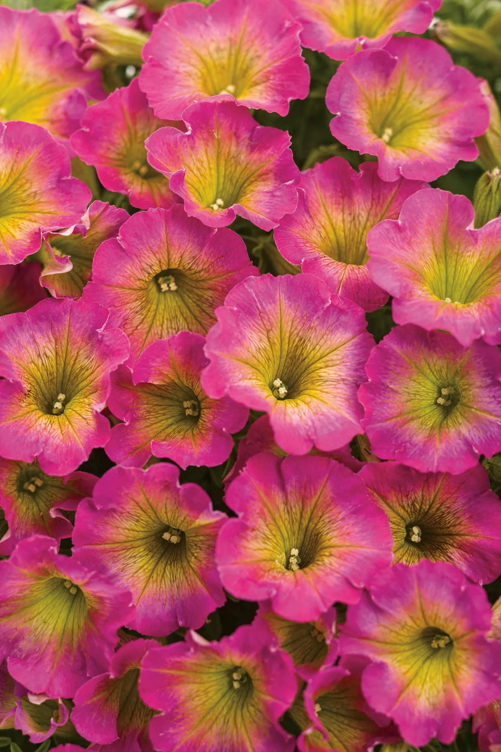 Daybreak Charm Petunia — well-drained soil is ideal