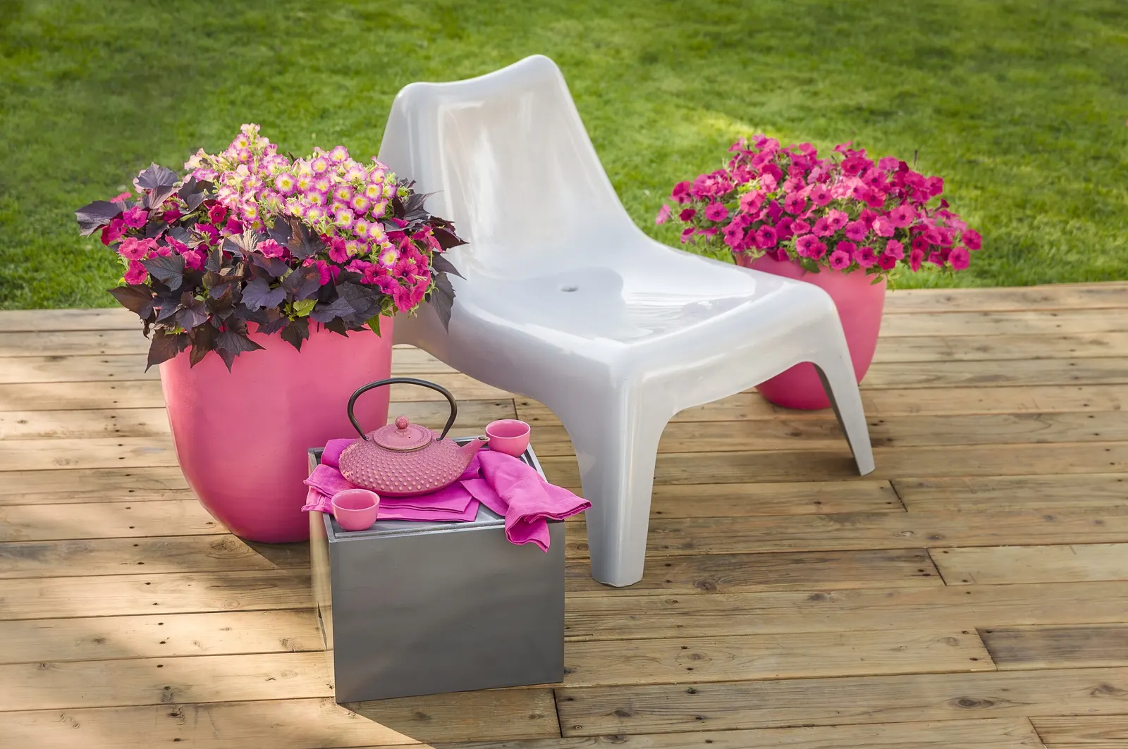 Daybreak Charm Petunia — commonly referred to as Daybreak Charm Petunia