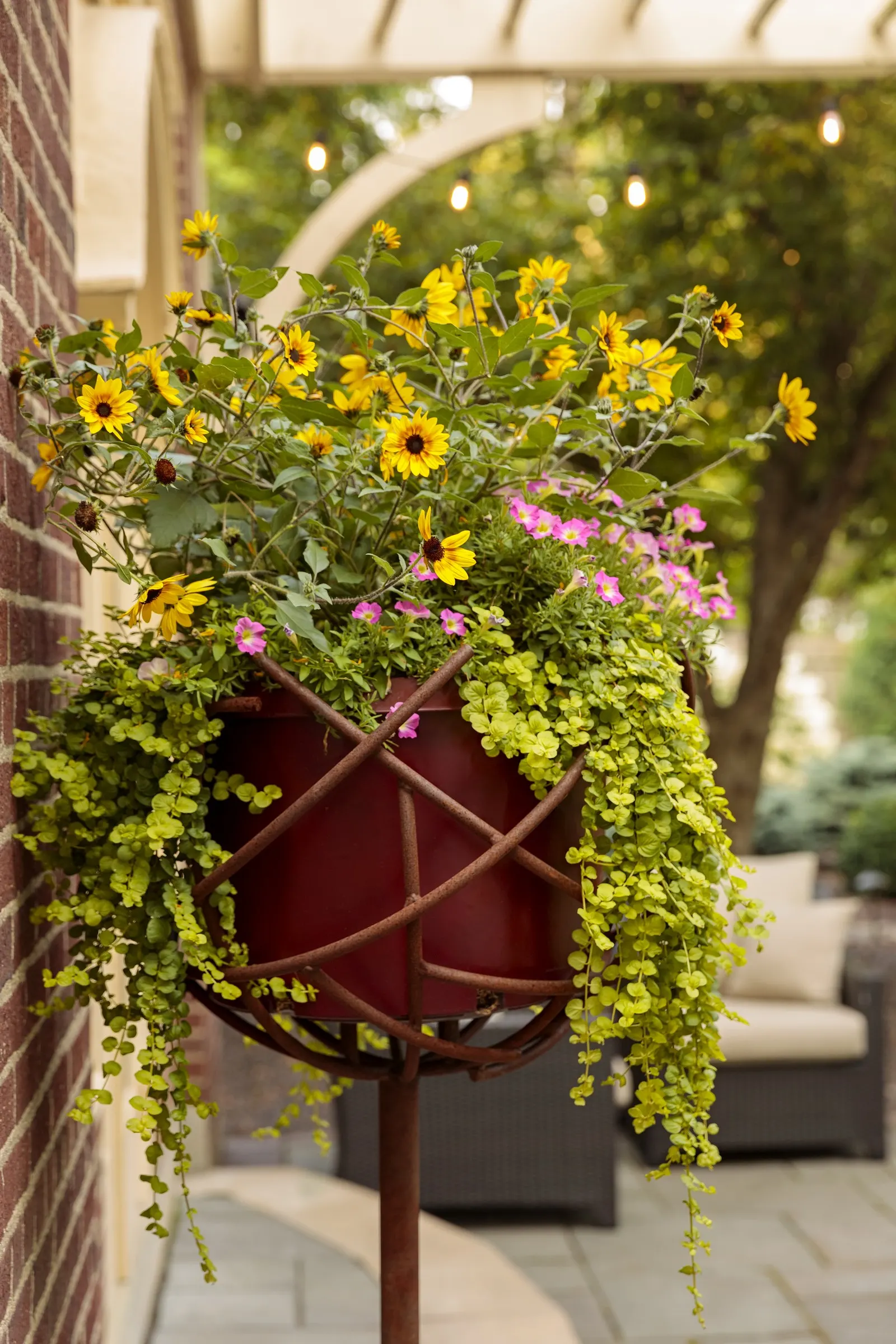 Daybreak Charm Petunia — Daybreak Charm Petunia typically reaches 8 to 12 inches tall and spreads 18 to 24 inches wide