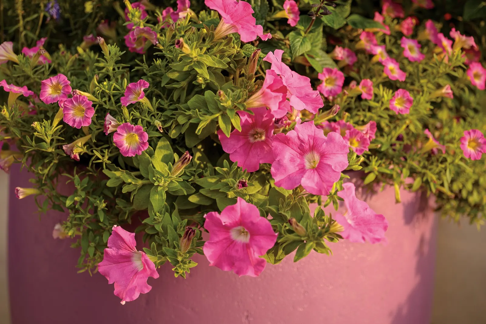 Daybreak Charm Petunia — it blooms from planting to frost without deadheading