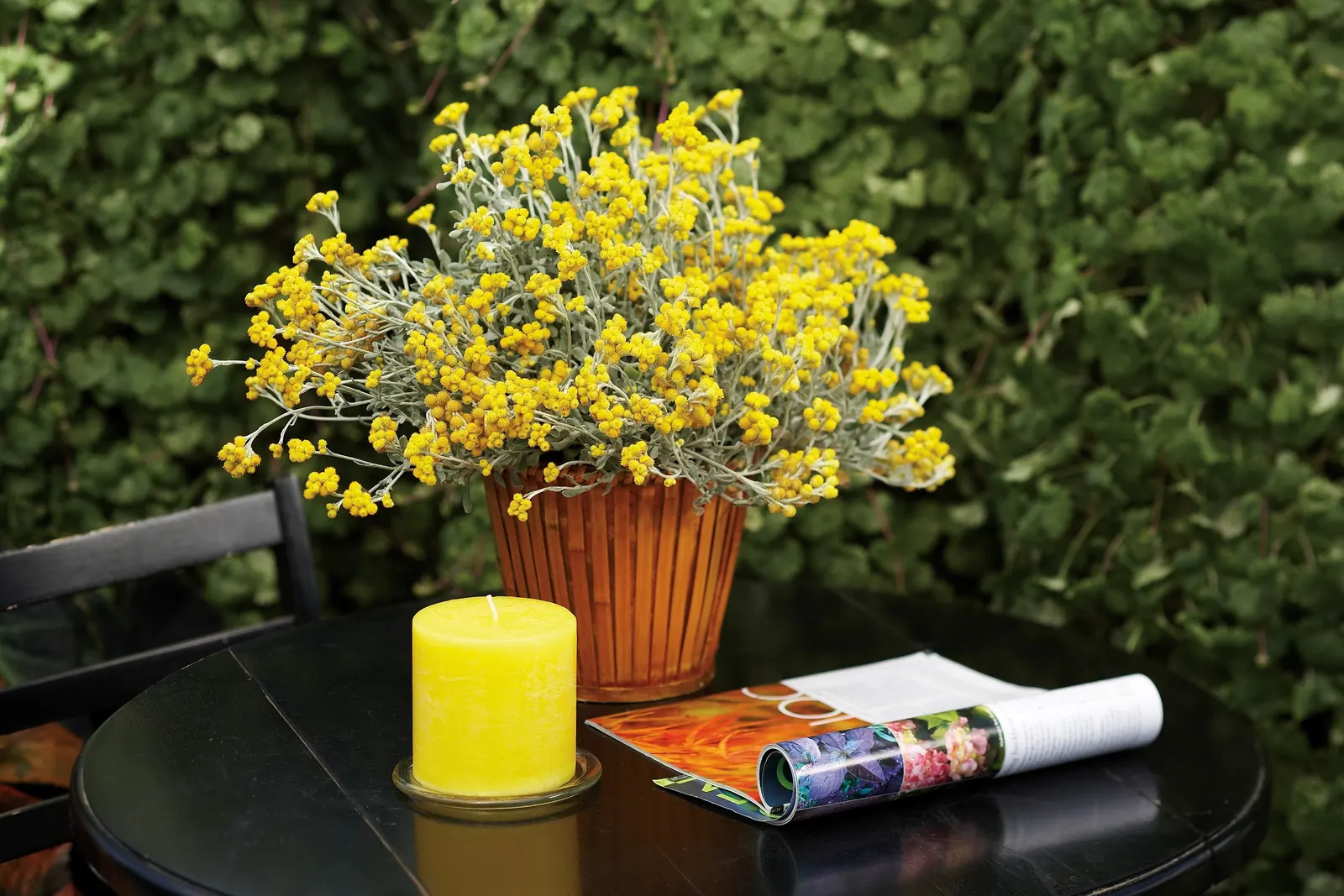 Yellow Strawflower (Chrysocephalum apiculatum) — regular fertilization of this drought tolerant groundcover plant will be helpful