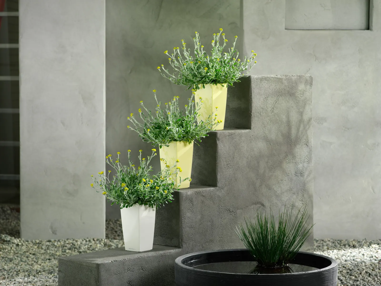 Yellow Strawflower (Chrysocephalum apiculatum) — container gardening or as a border.
