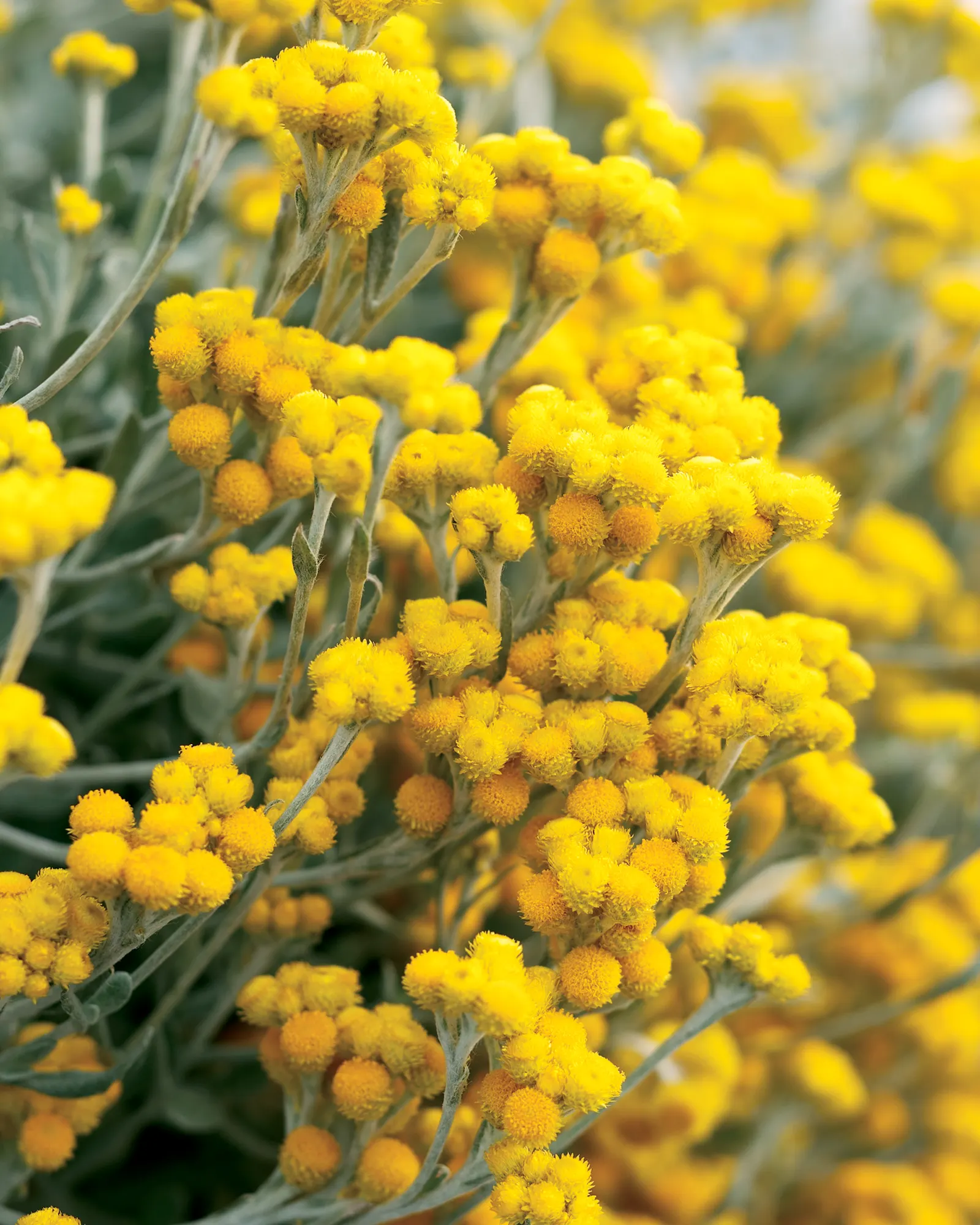 Yellow Strawflower (Chrysocephalum apiculatum) — but in the landscape they will tolerate poor soils and low fertility; no deadheading needed, as new blooms