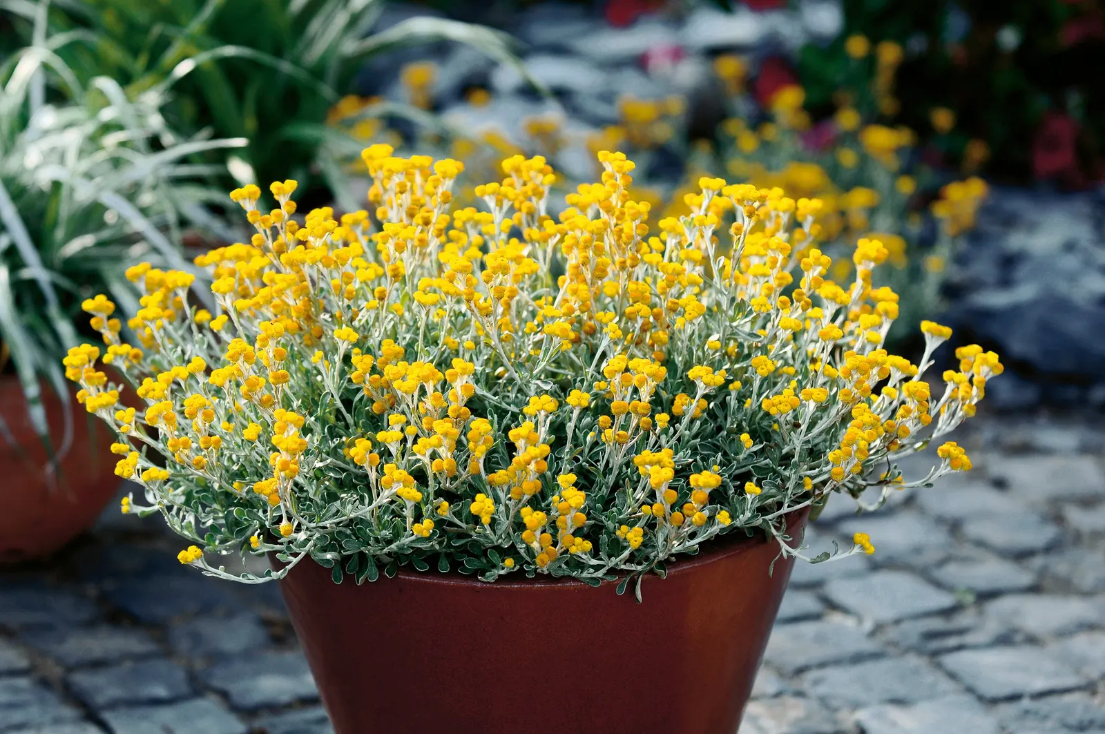 Yellow Strawflower (Chrysocephalum apiculatum) — If they start looking tired during the summer, a trim back can help them quickly bounce back into top form