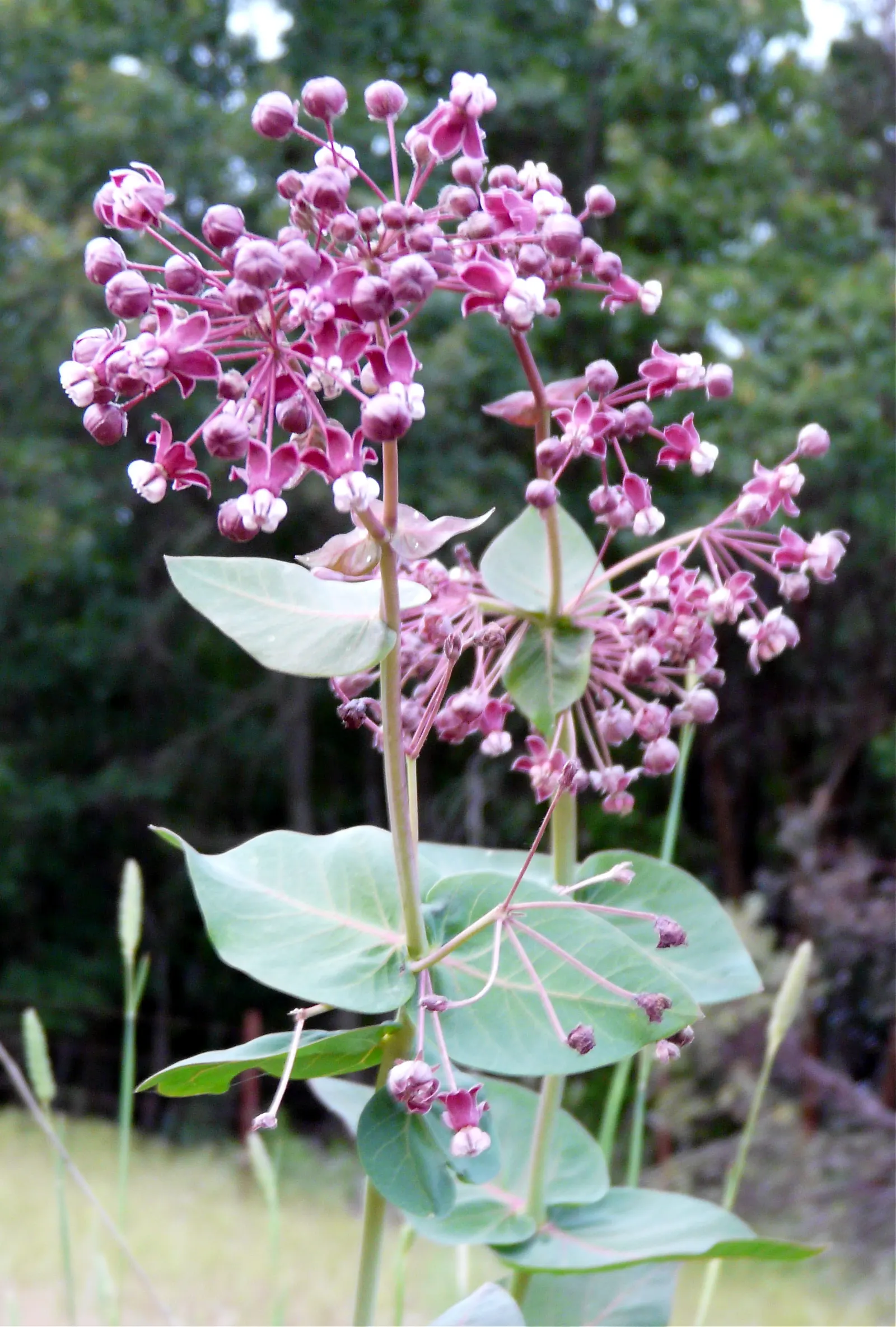 Heart-Leaf Milkweed (Asclepias Cordiflolia) — blooming late spring to early summer