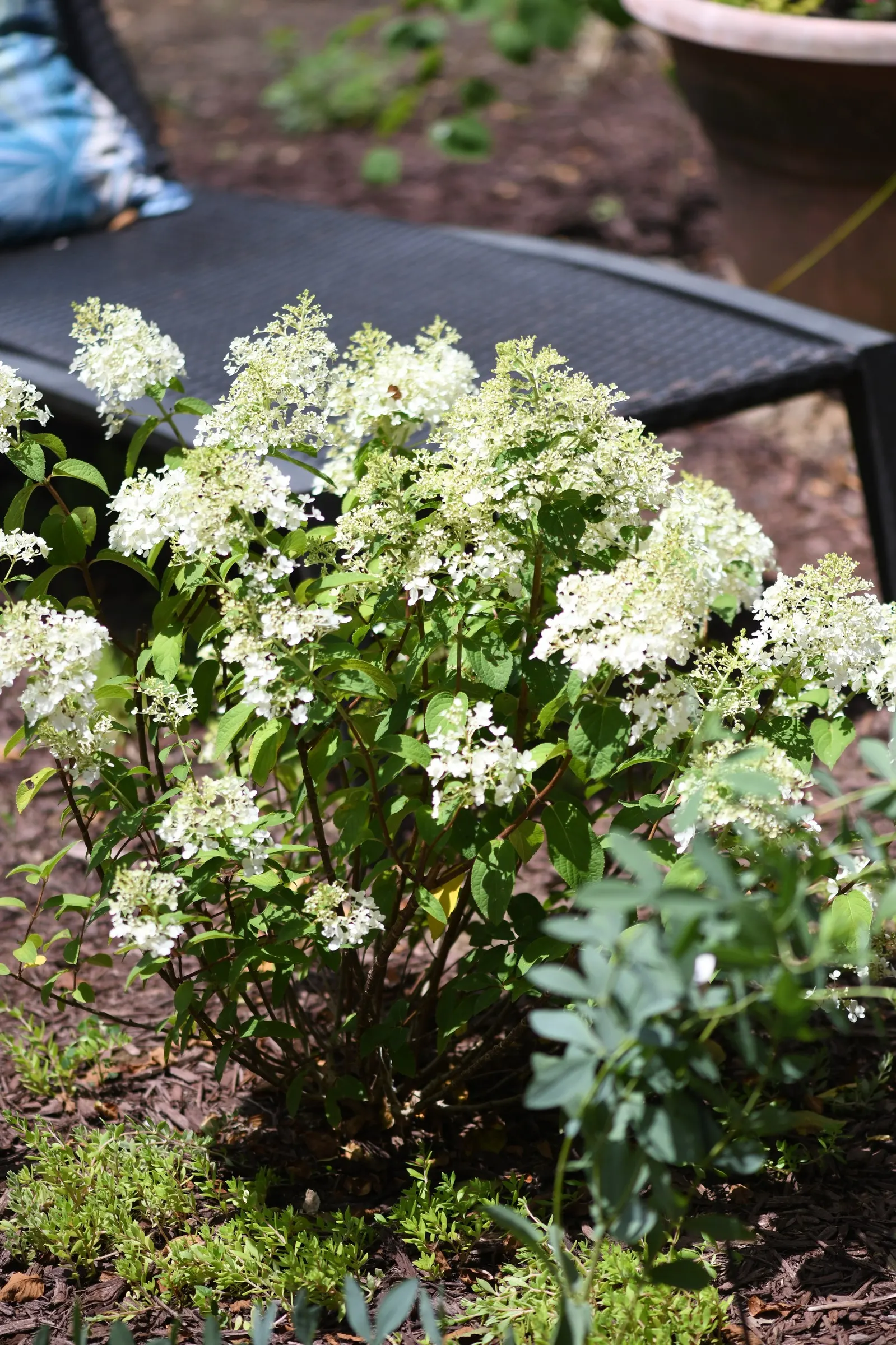 Bobo® Panicle Hydrangea (Hydrangea paniculata) — The flowers are held upright on strong stems; a compact Hydrangea paniculata 'ILVOBO'