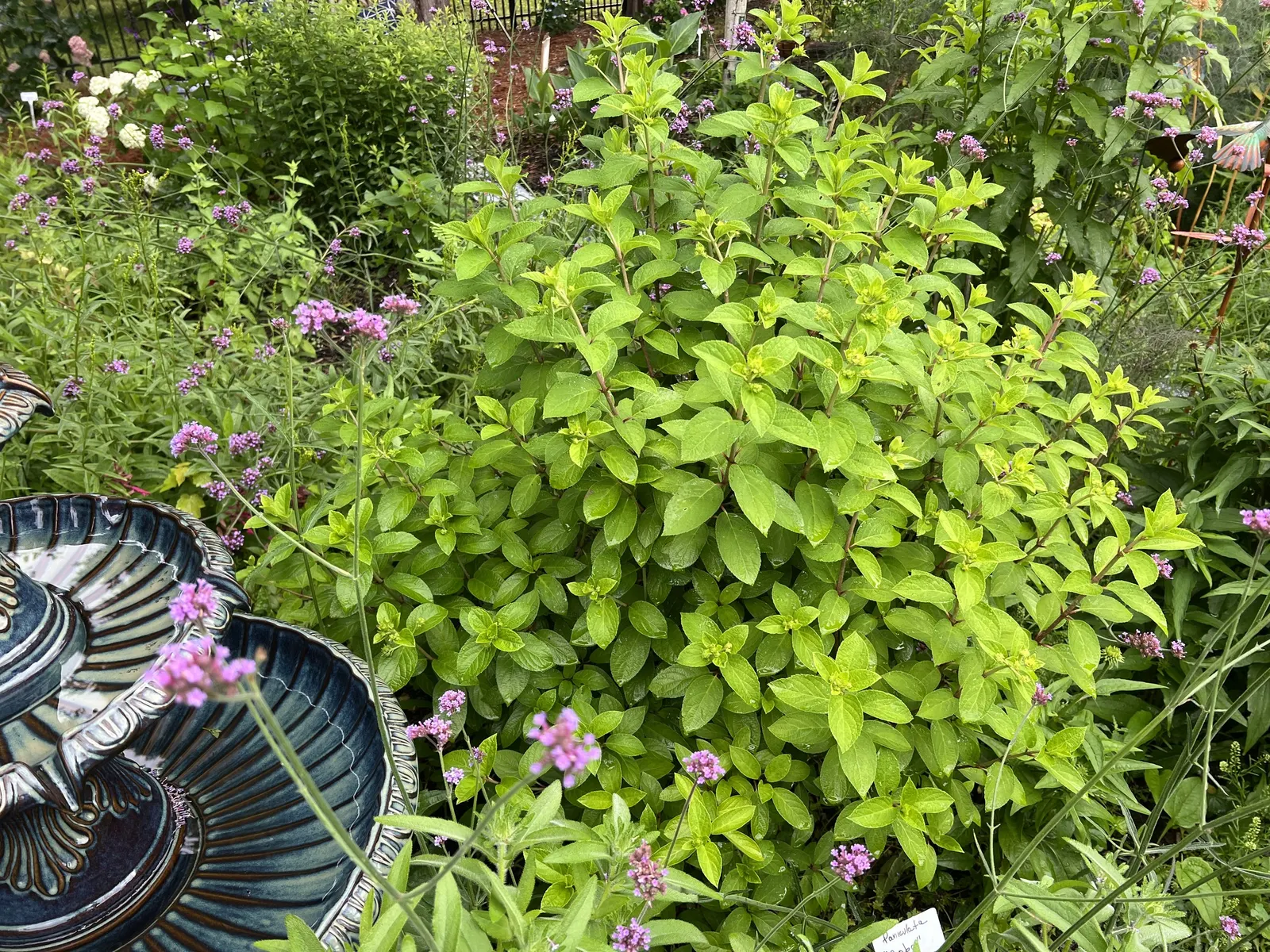 Bobo® Panicle Hydrangea (Hydrangea paniculata) — ensuring they remain visible above the dark green; reaching a mature height of only 30 to 36 inches and