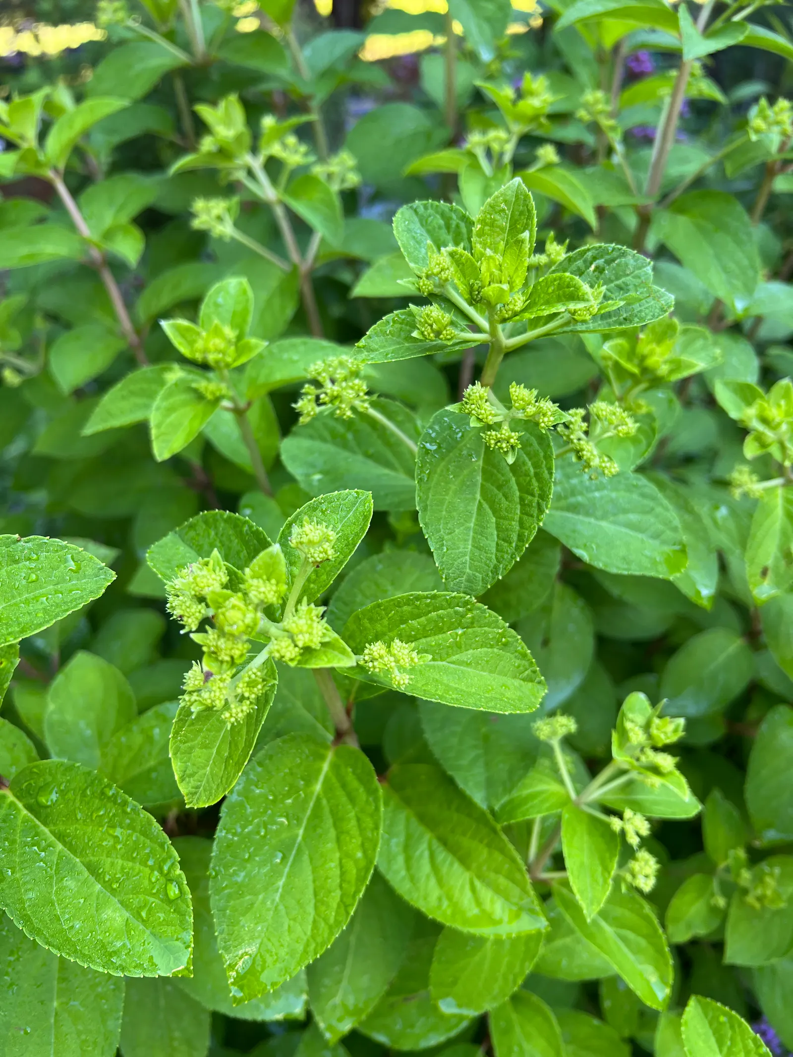 Bobo® Panicle Hydrangea (Hydrangea paniculata) — reaching a mature height of only 30 to 36 inches and spreading to a similar width; they gracefully transform