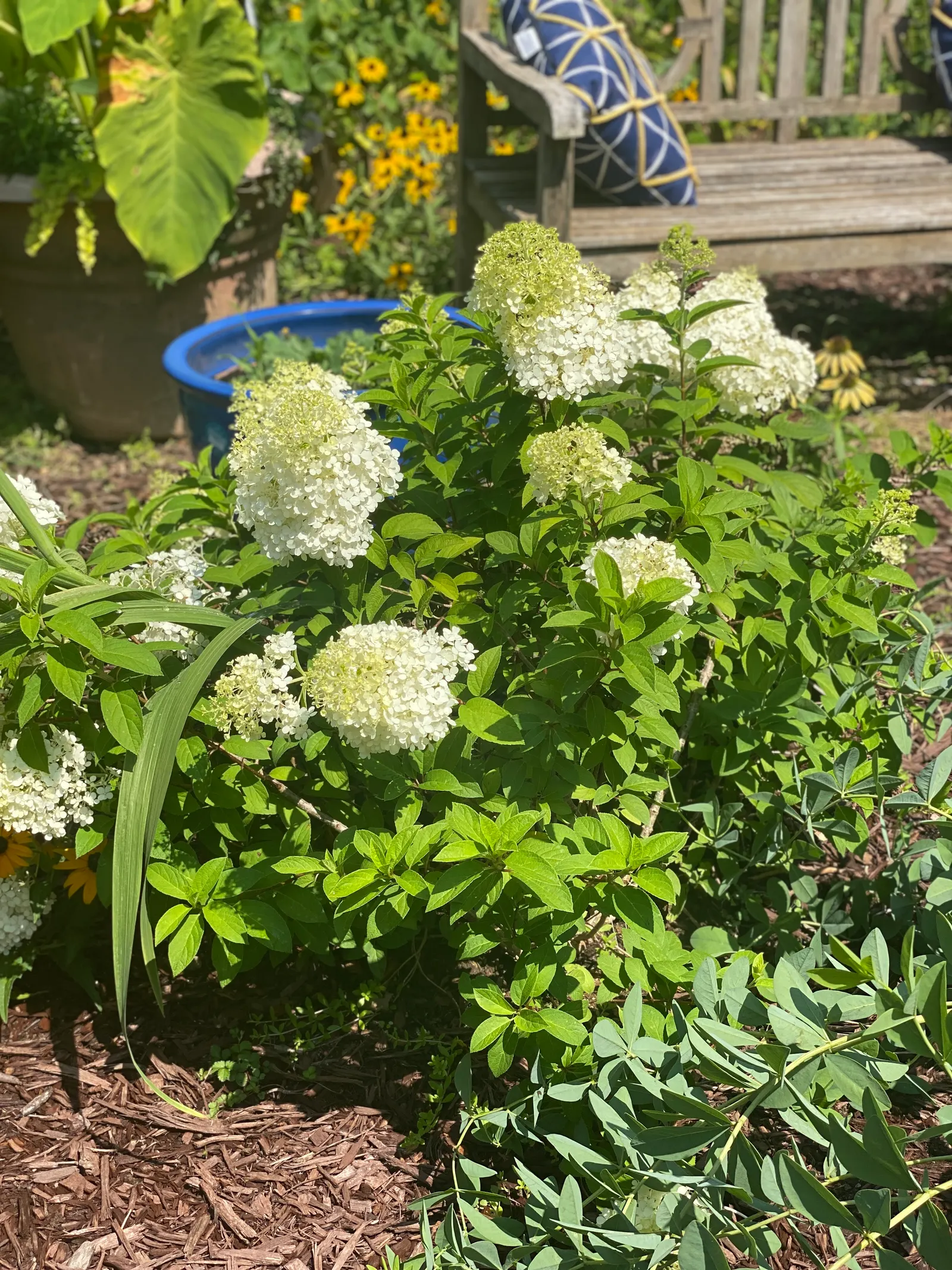 Bobo® Panicle Hydrangea (Hydrangea paniculata) — they gracefully transform to a blush pink before adopting a beige hue in fall; or container plantings where