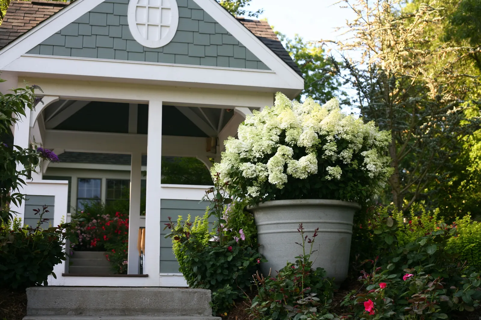 Bobo® Panicle Hydrangea (Hydrangea paniculata) — or container plantings where space is at a premium