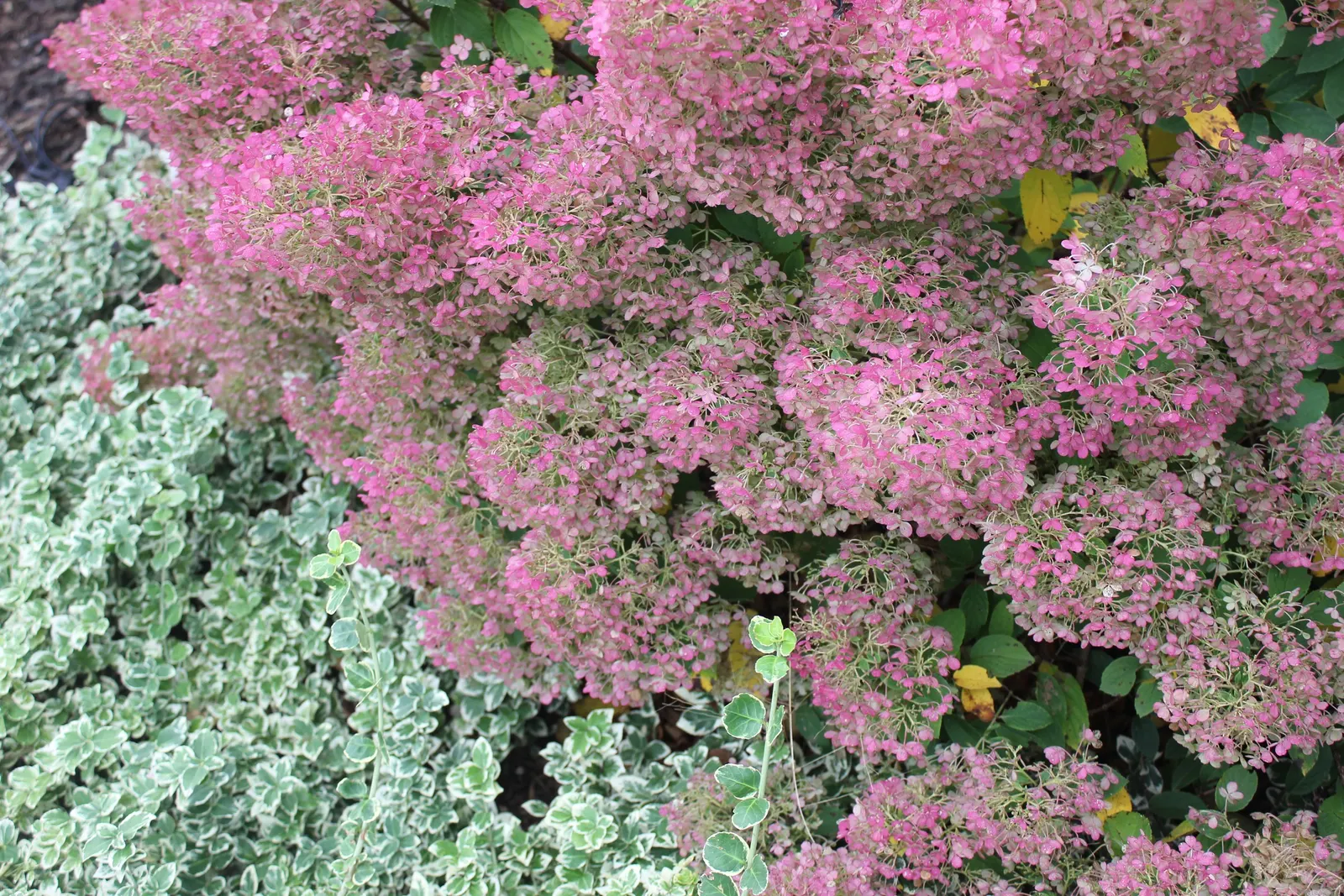 Bobo® Panicle Hydrangea (Hydrangea paniculata) — textured effect throughout the growing season