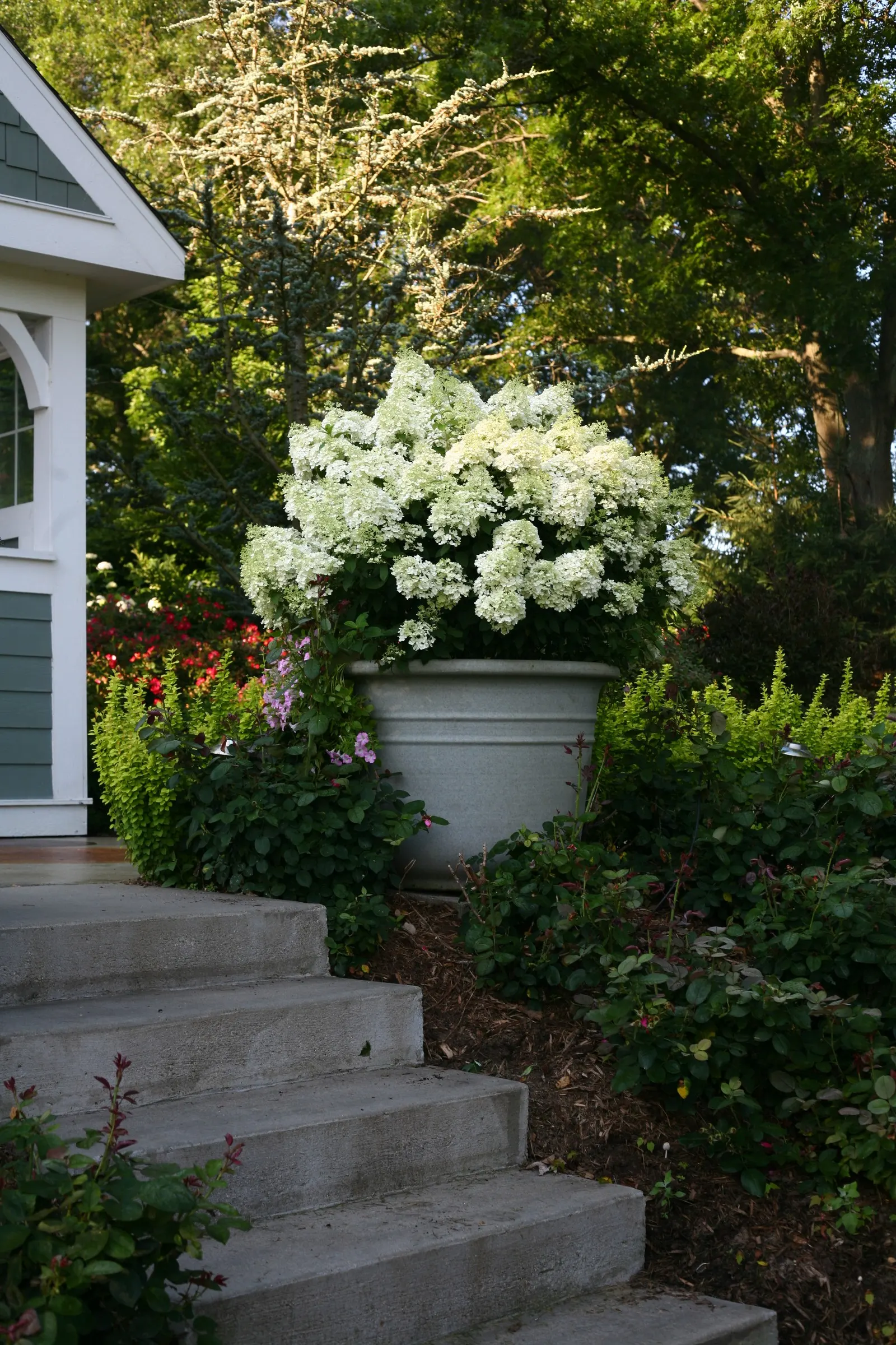 Bobo® Panicle Hydrangea (Hydrangea paniculata) — shrub with pink and white blooms