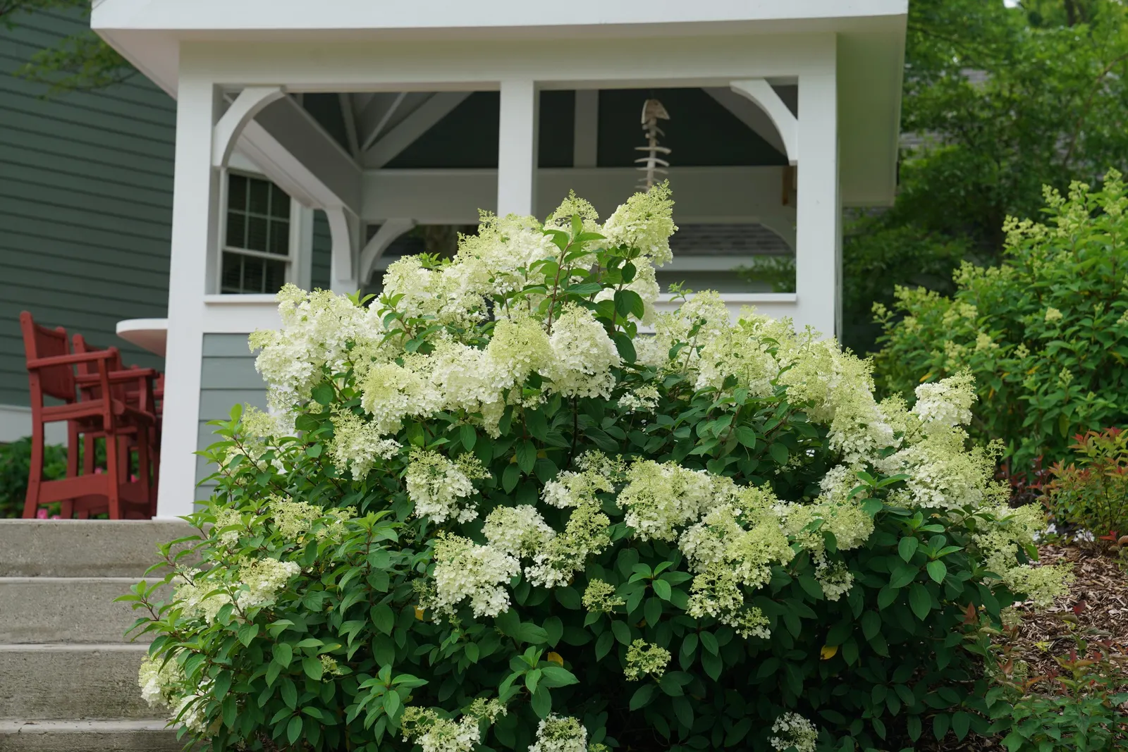 Bobo® Panicle Hydrangea (Hydrangea paniculata) — adding an elegant touch without overpowering the design