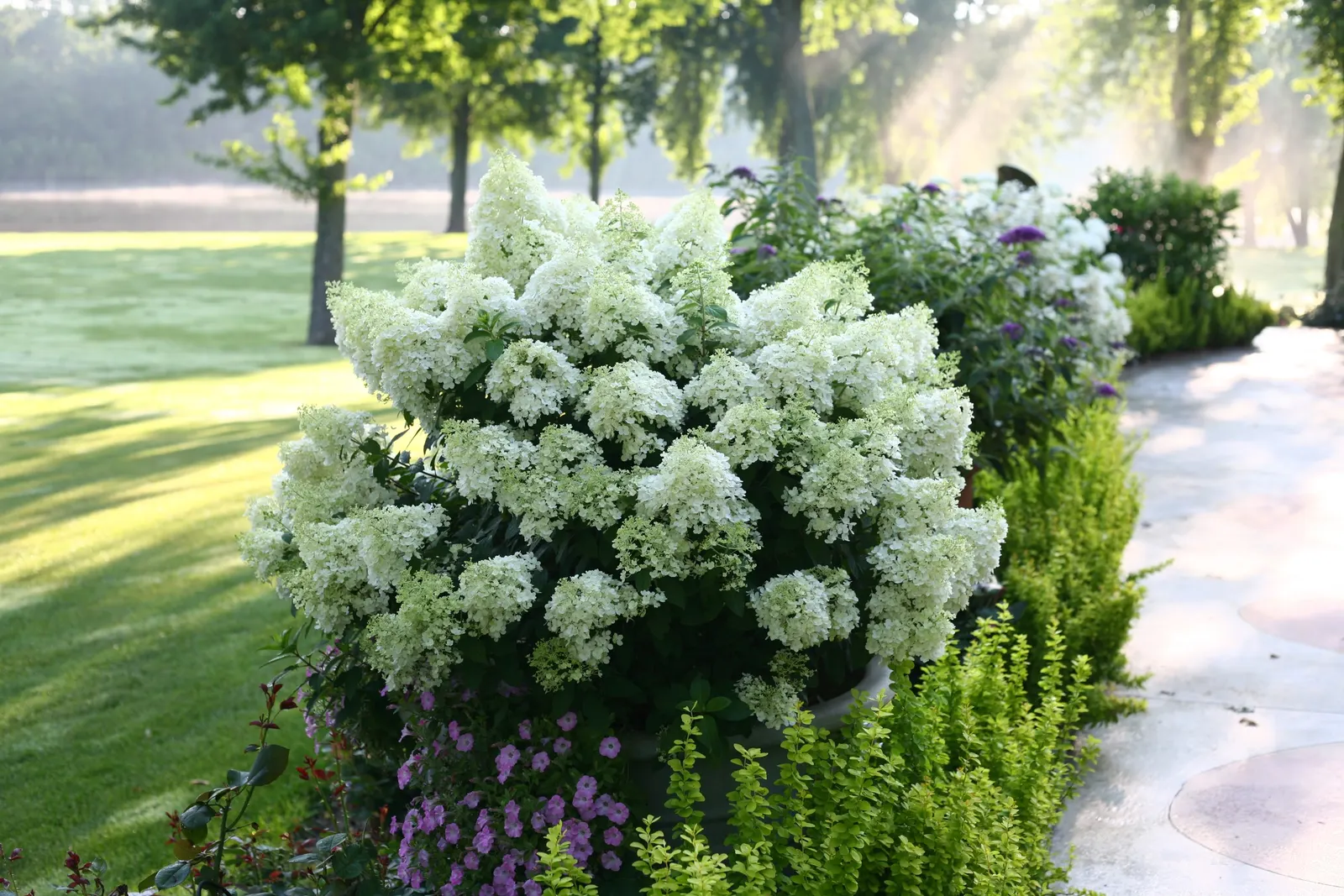 Bobo® Panicle Hydrangea (Hydrangea paniculata) — It's also known for being pest and disease-resistant
