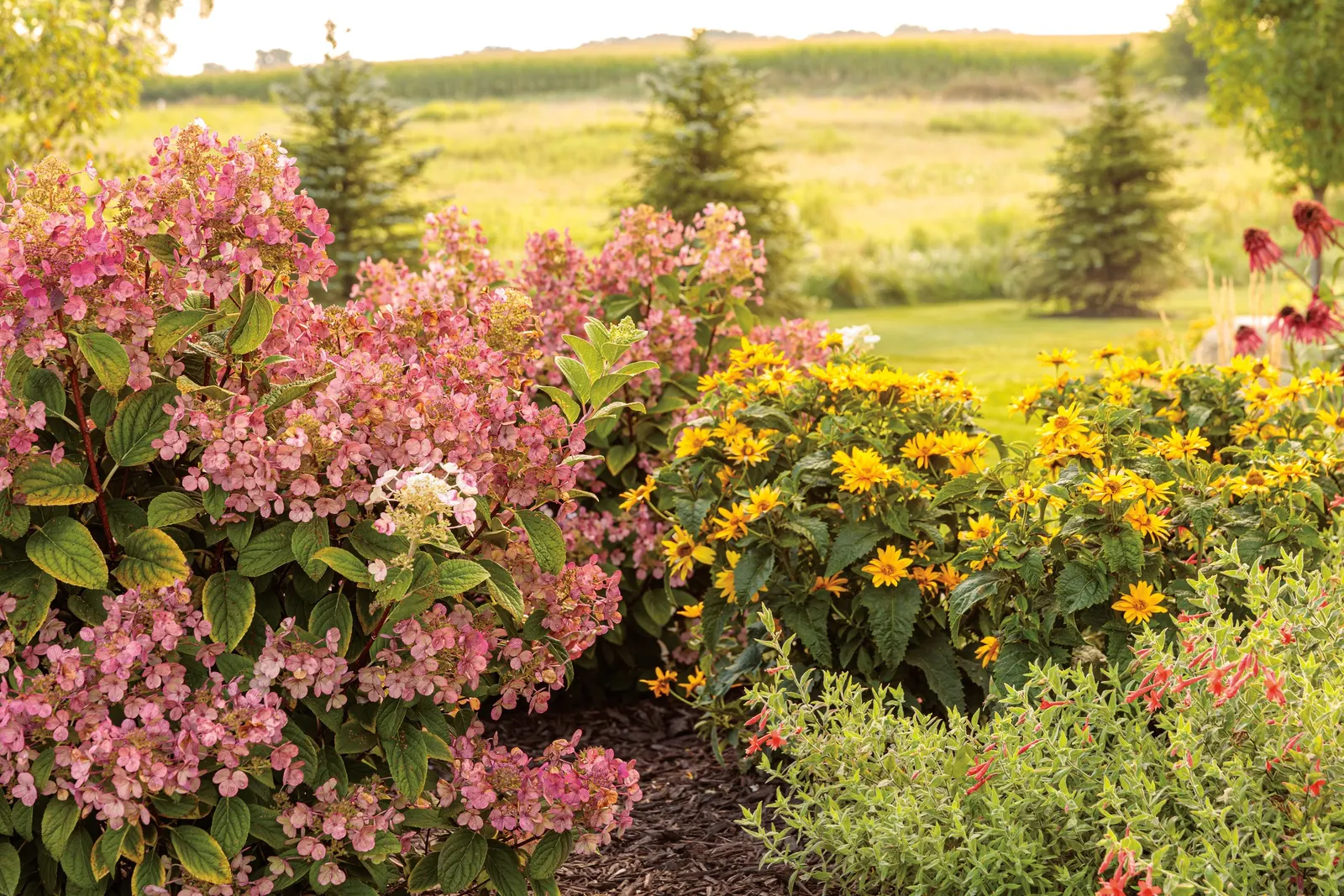 Firefinch® Coneflower (Echinacea hybrid) — especially in smaller beds or sunny container compositions.<br><br>Firefinch® remains pleasingly scaled