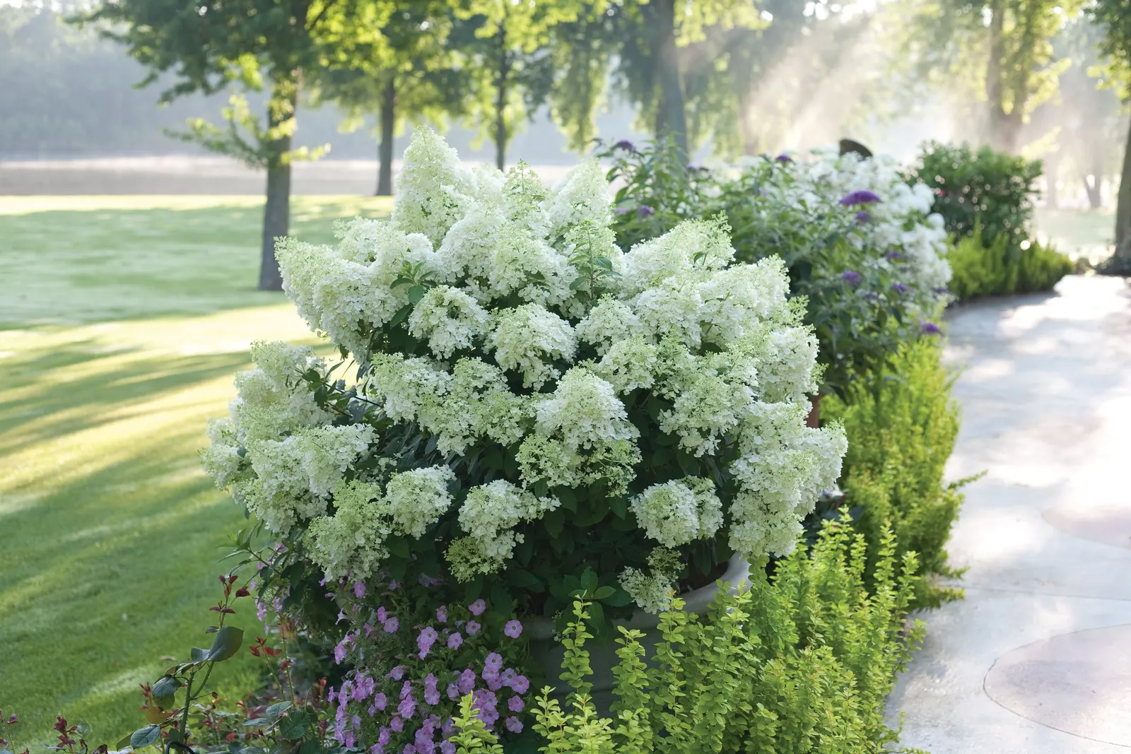 Bobo® Panicle Hydrangea (Hydrangea paniculata) — maturing around 2.5 to 3 feet tall with a spread of up to 3 feet