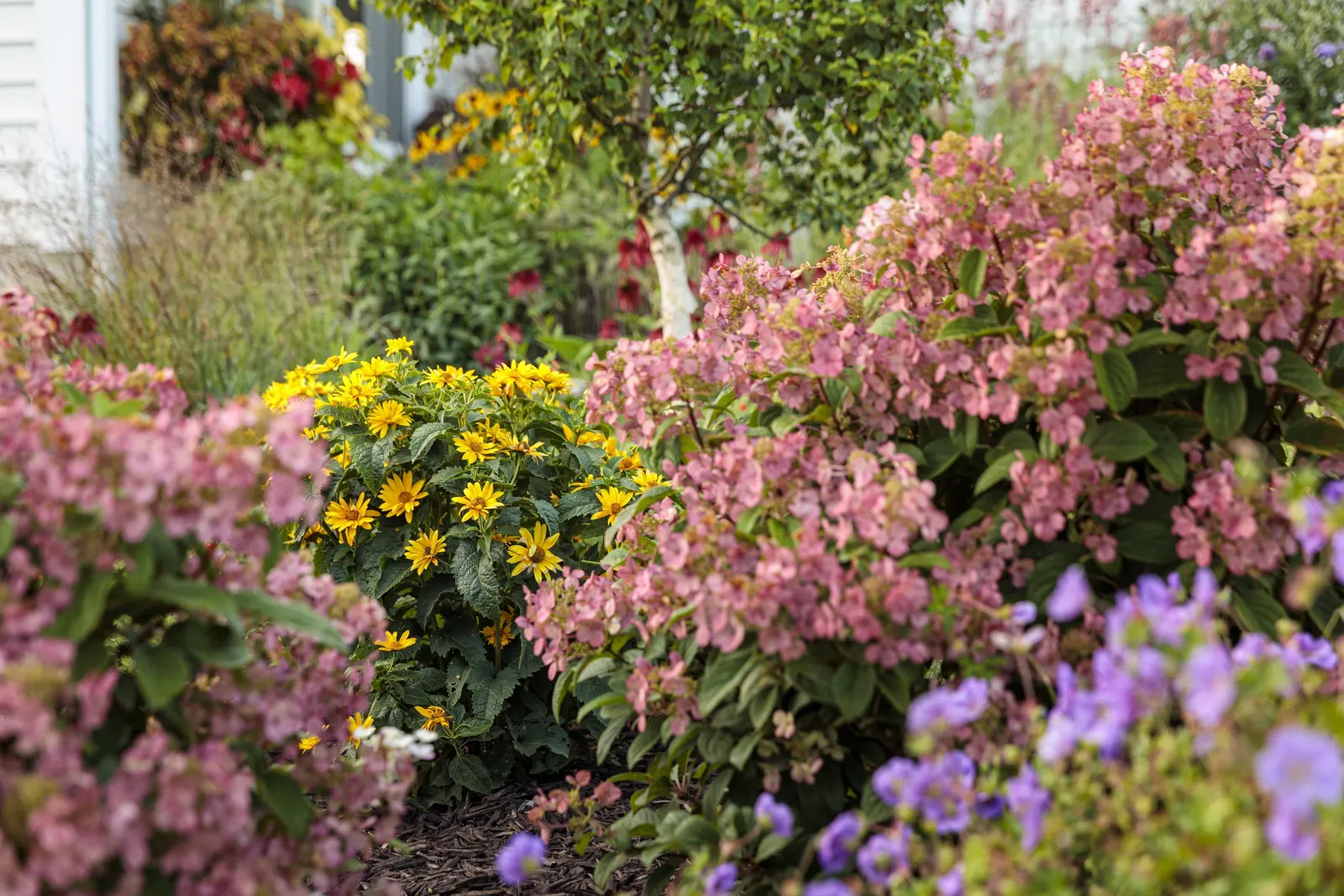Bobo® Panicle Hydrangea (Hydrangea paniculata) — Its late-summer to fall flowers are ideal for vibrant, long-lasting displays