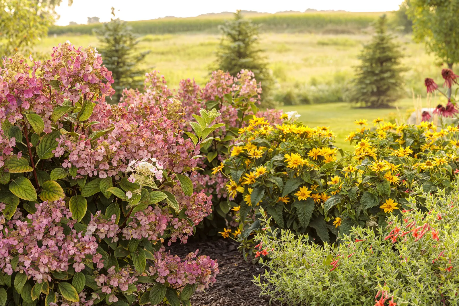 Bobo® Panicle Hydrangea (Hydrangea paniculata) — a compact Hydrangea paniculata 'ILVOBO'