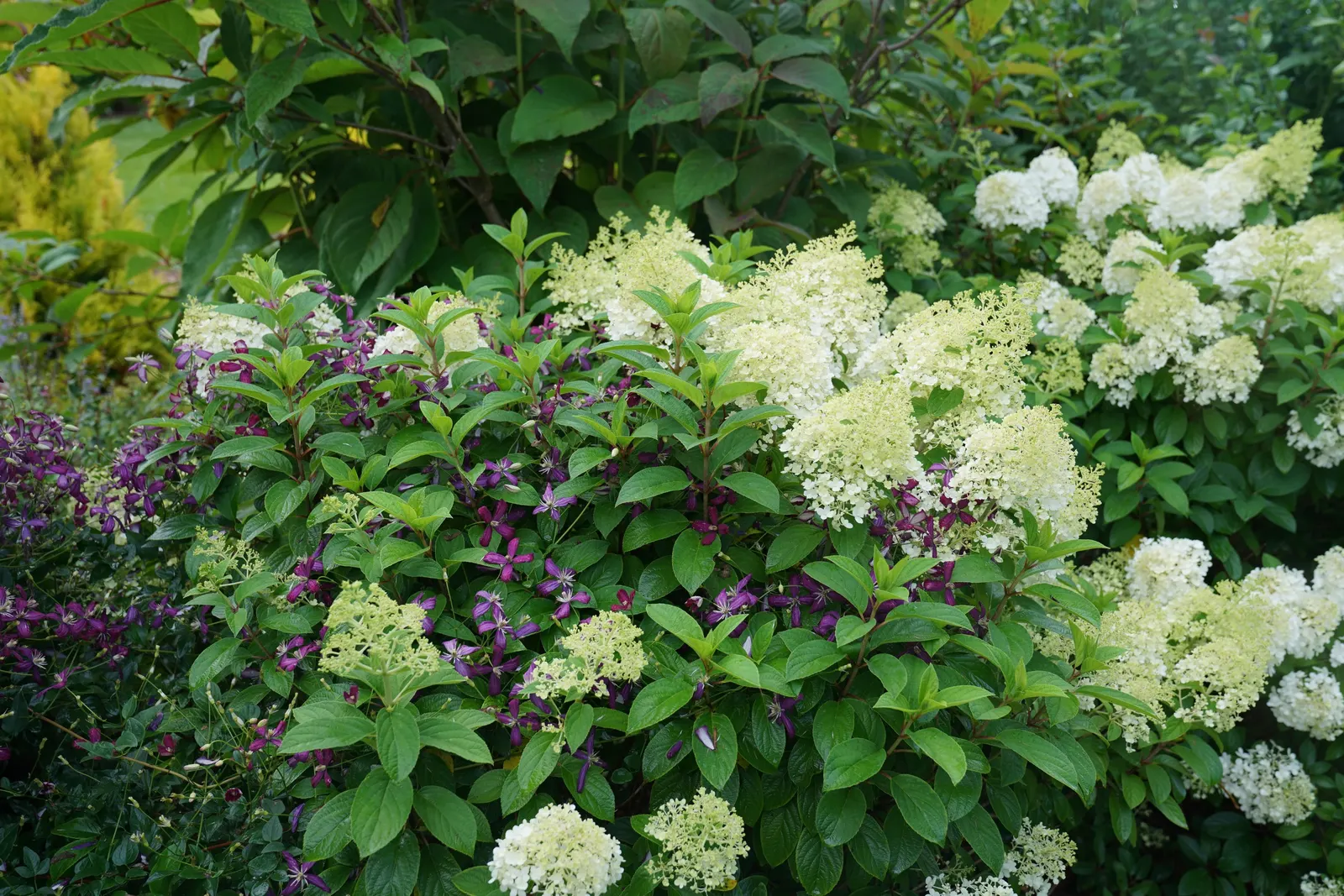 Bobo® Panicle Hydrangea (Hydrangea paniculata) — It pairs well with other perennials and shrubs