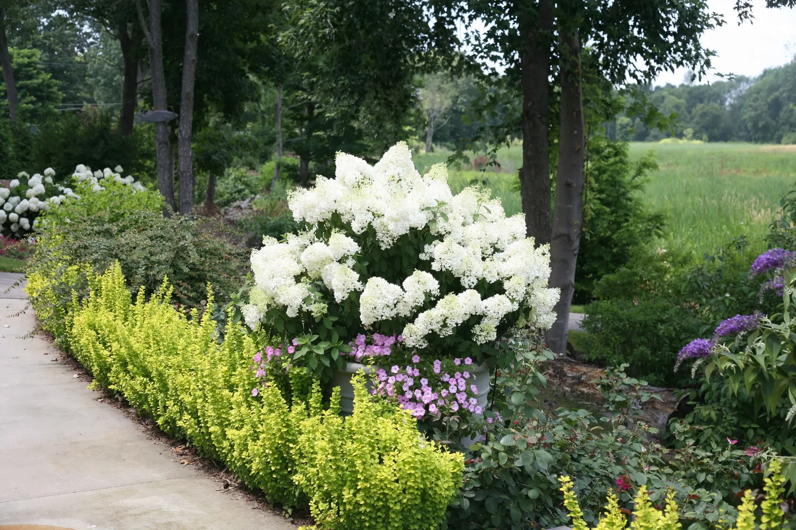Bobo® Panicle Hydrangea (Hydrangea paniculata) — pink and white flowers in the garden
