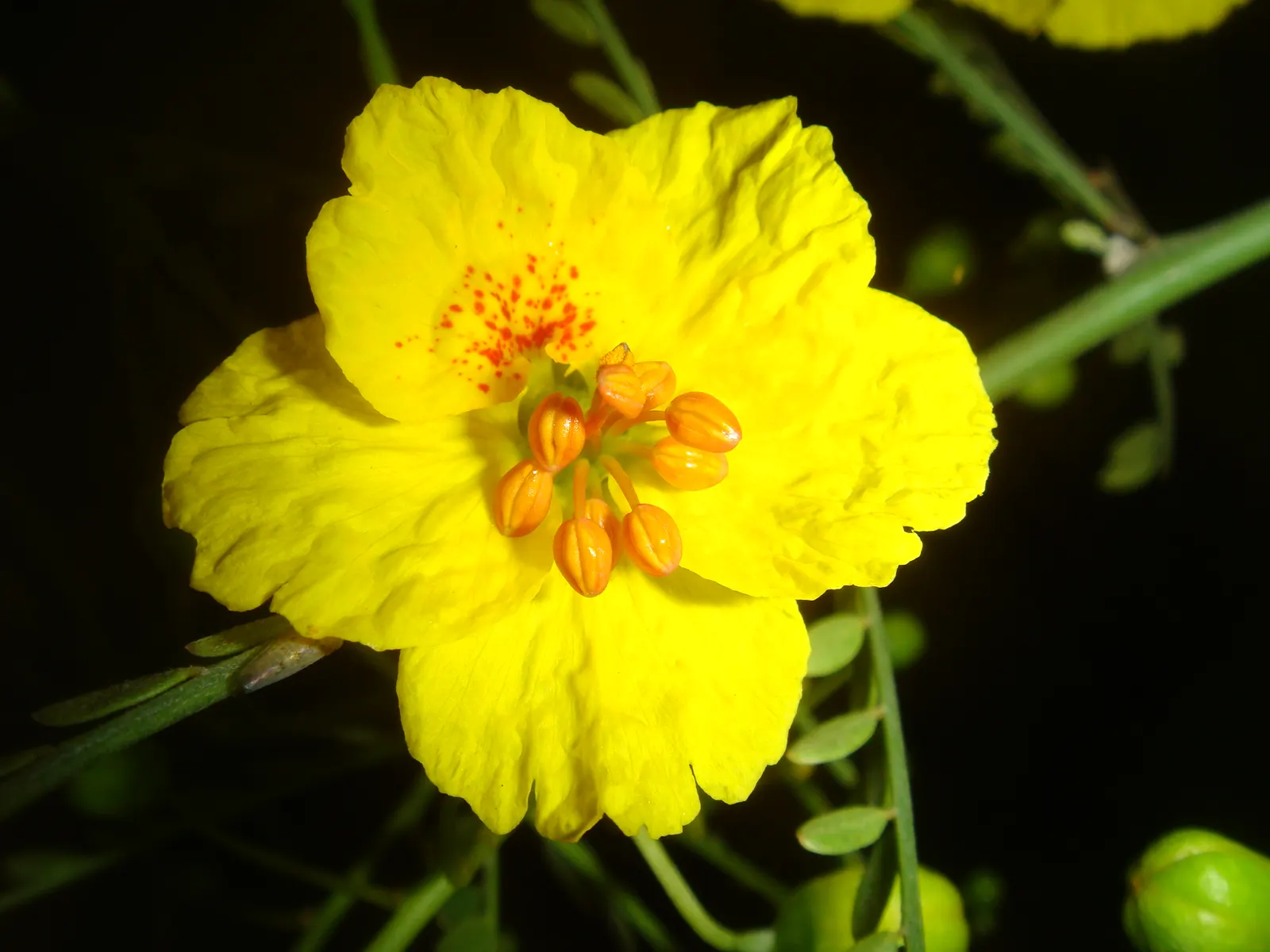 Blue Palo Verde (Parkinsonia Floridum) — with minimal supplemental water once established; provide the Blue Palo Verde with well-draining soil and full sun