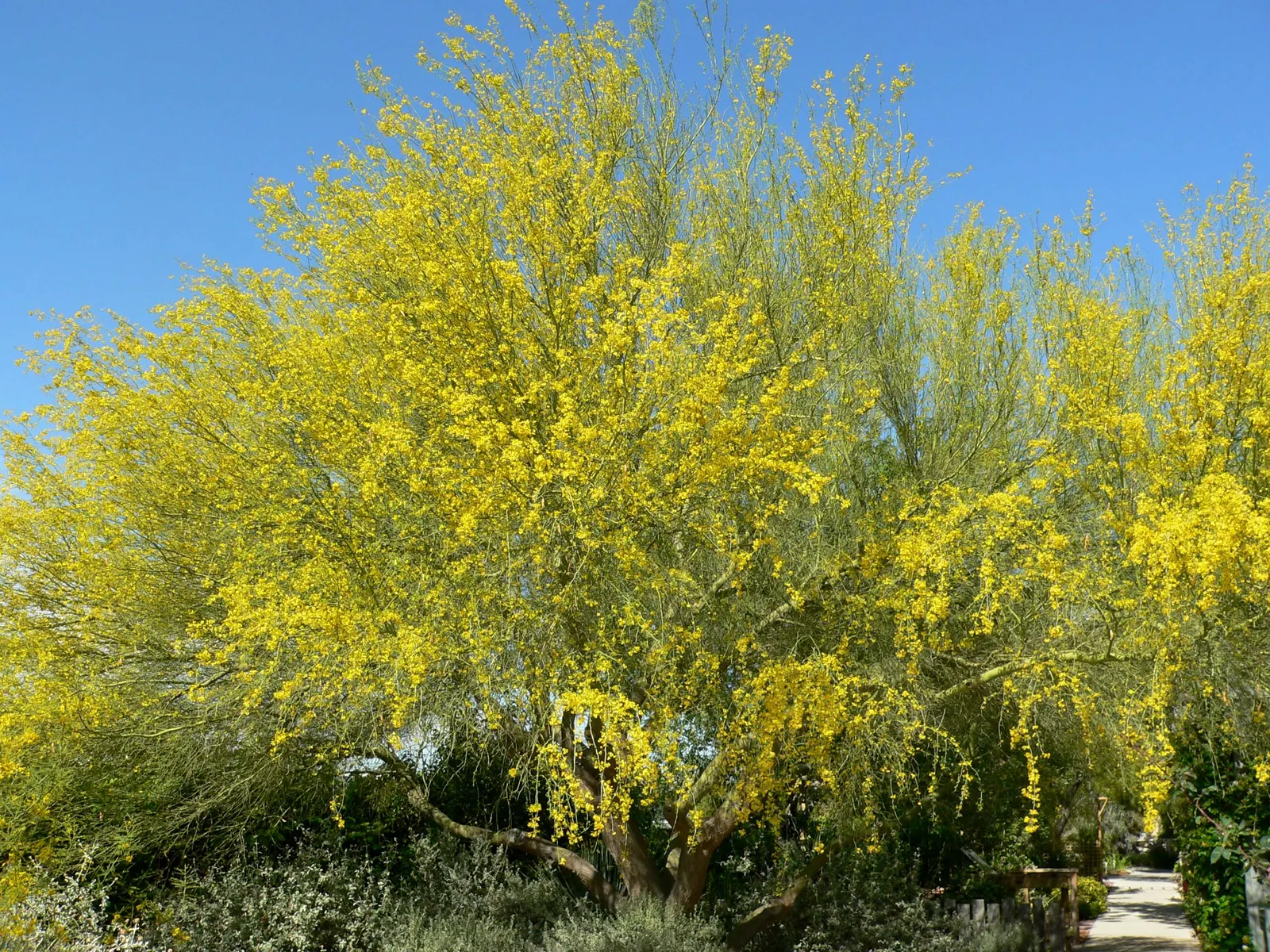 Blue Palo Verde (Parkinsonia Floridum) — Mature at 20-30 feet in height and width