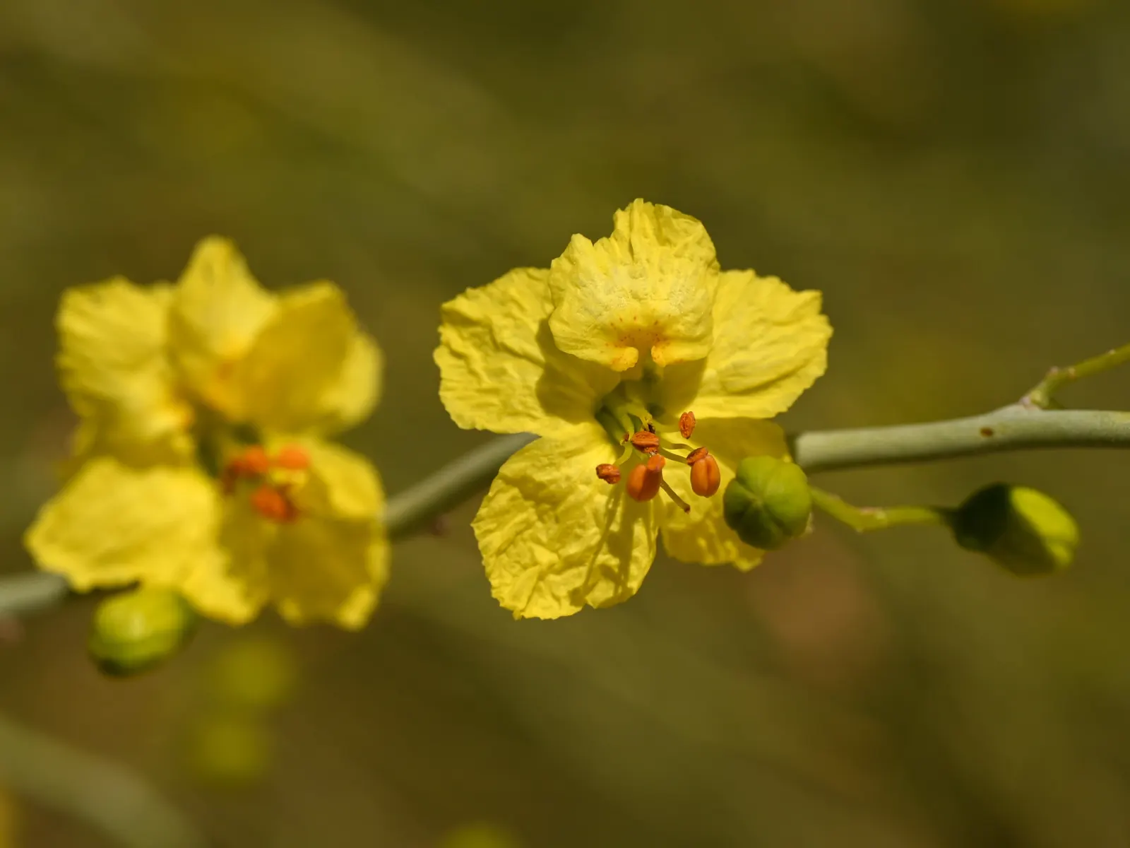 Blue Palo Verde (Parkinsonia Floridum) — tree with yellow blooms