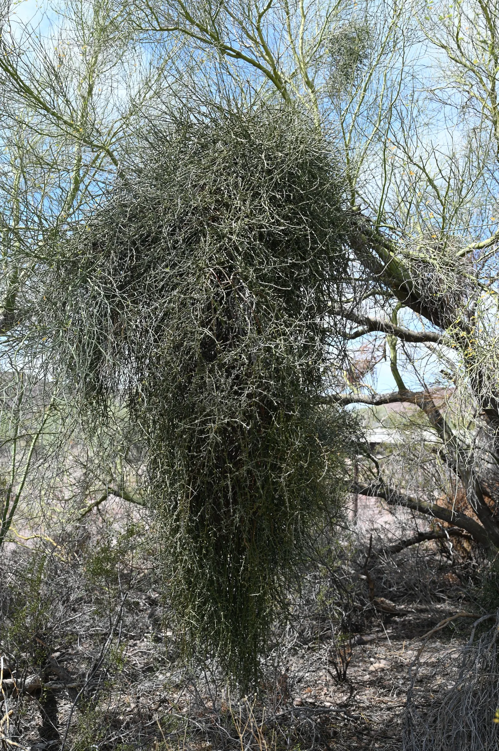 Blue Palo Verde (Parkinsonia Floridum) — yellow flowers in the garden