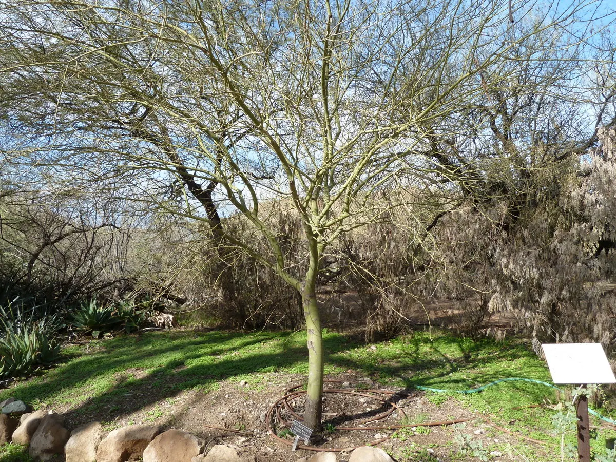 Blue Palo Verde (Parkinsonia Floridum) — making it an ideal species for drought-tolerant gardens.<br><br>During the spring season