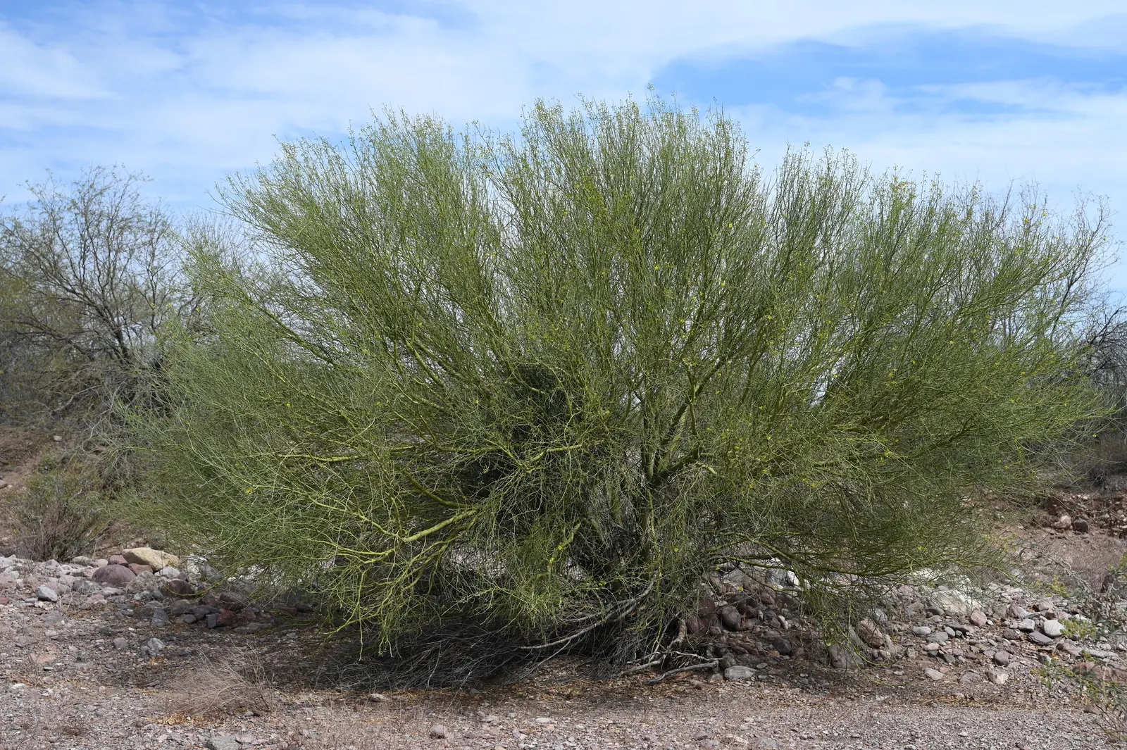Blue Palo Verde (Parkinsonia Floridum) — with minimal supplemental water once established
