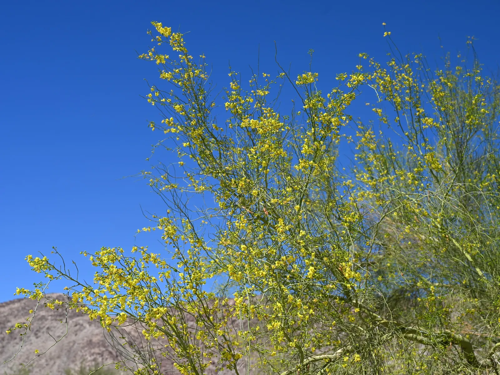 Blue Palo Verde (Parkinsonia Floridum) — Mature at 20-30 feet in height and width; perfect for underplanting with a variety of sun-loving