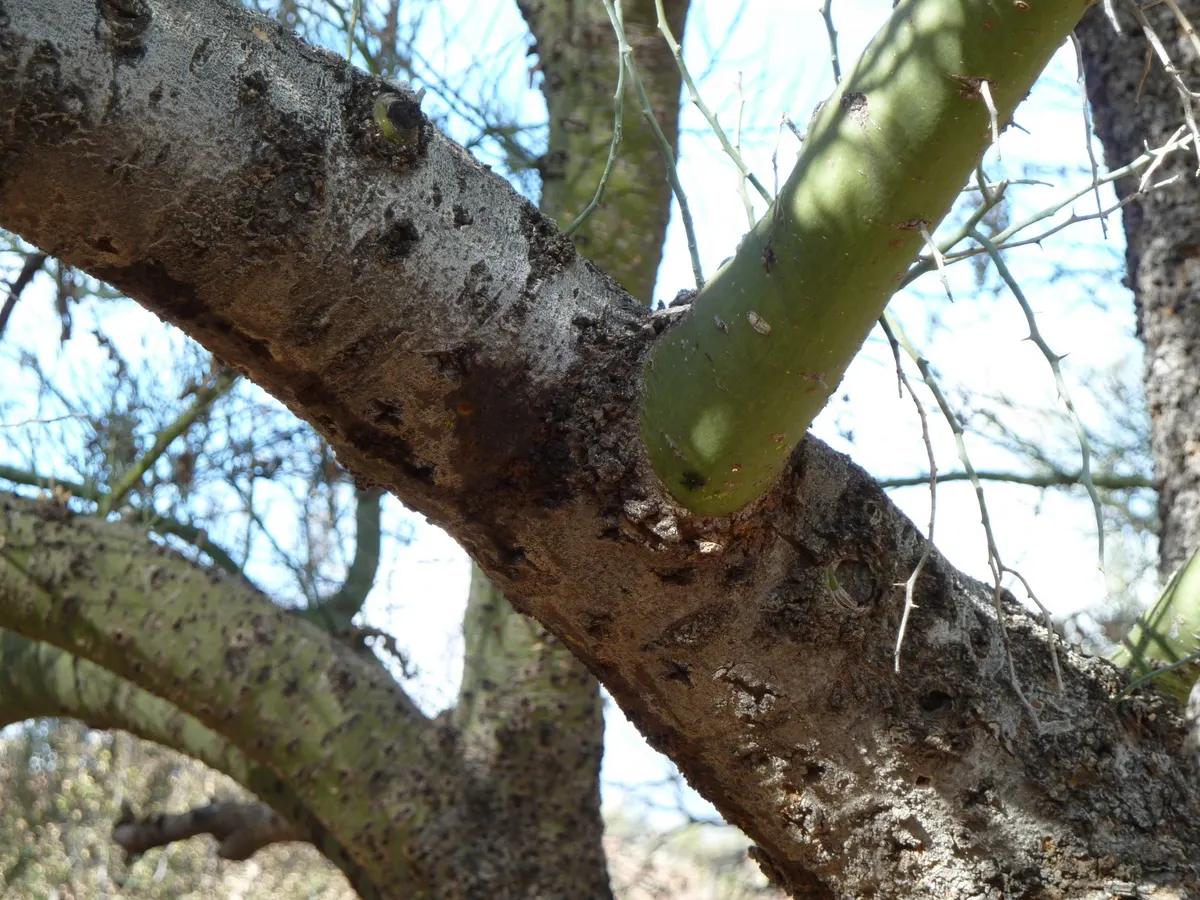 Blue Palo Verde (Parkinsonia Floridum) — making it an ideal focal point or natural canopy for xeriscaped gardens within USDA zones 8-11; showcases a lush