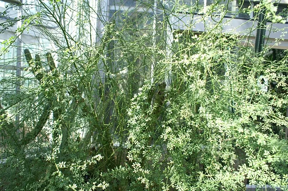 Blue Palo Verde (Parkinsonia Floridum) — scientifically known as Parkinsonia florida; which contains chlorophyll and allows the tree to perform photosynthesis