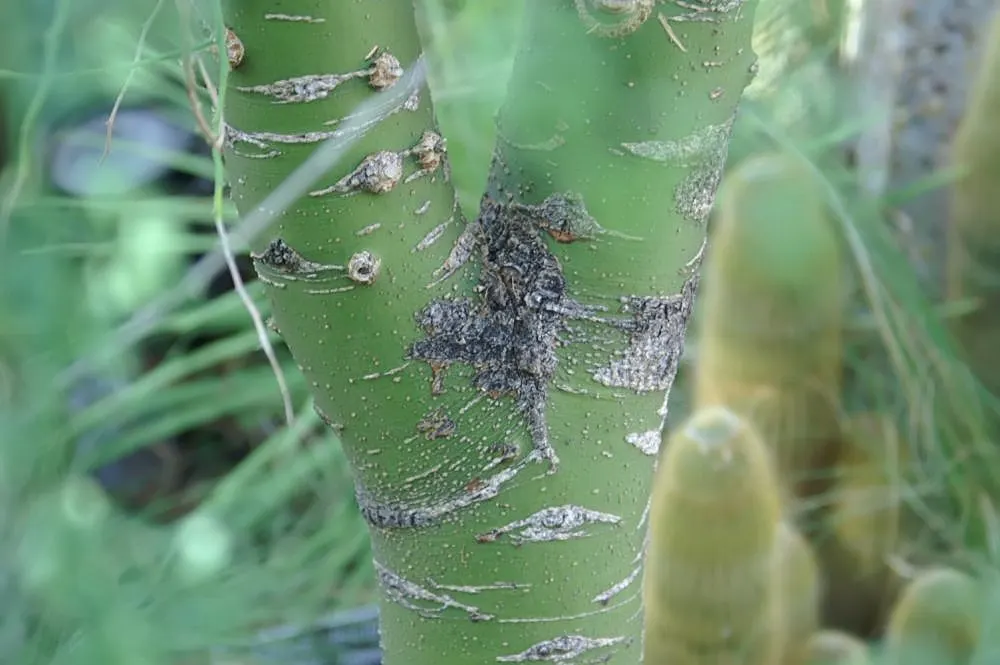 Blue Palo Verde (Parkinsonia Floridum) — which contains chlorophyll and allows the tree to perform photosynthesis even when its tiny; a low-maintenance choice