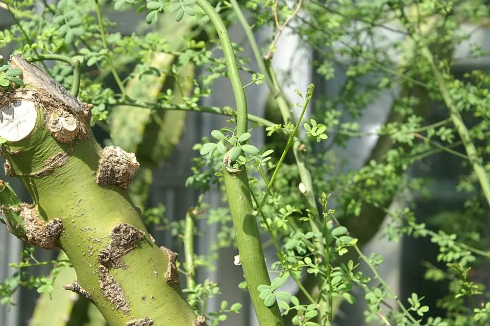 Blue Palo Verde (Parkinsonia Floridum) — This adaptive trait enables it to thrive in arid conditions; scientifically known as Parkinsonia florida
