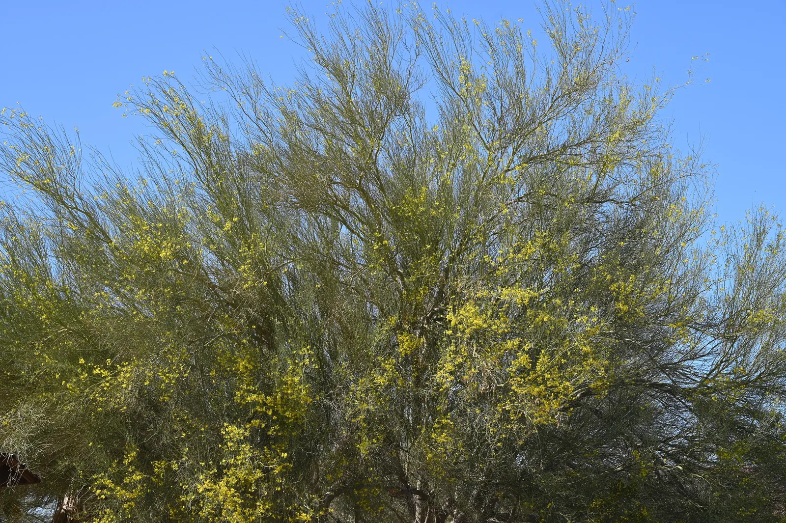 Blue Palo Verde (Parkinsonia Floridum) — The Blue Palo Verde (Parkinsonia florida)