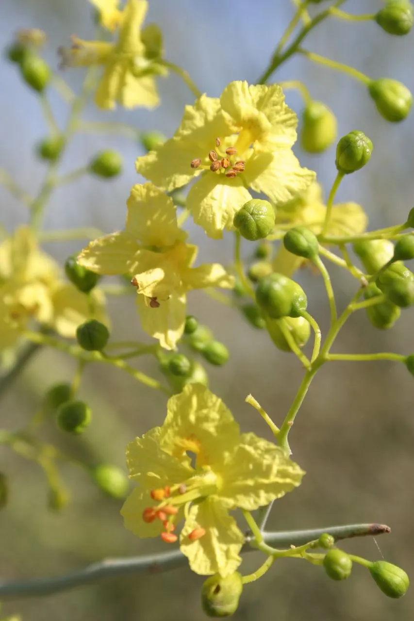 Blue Palo Verde (Parkinsonia Floridum) — This adaptive trait enables it to thrive in arid conditions