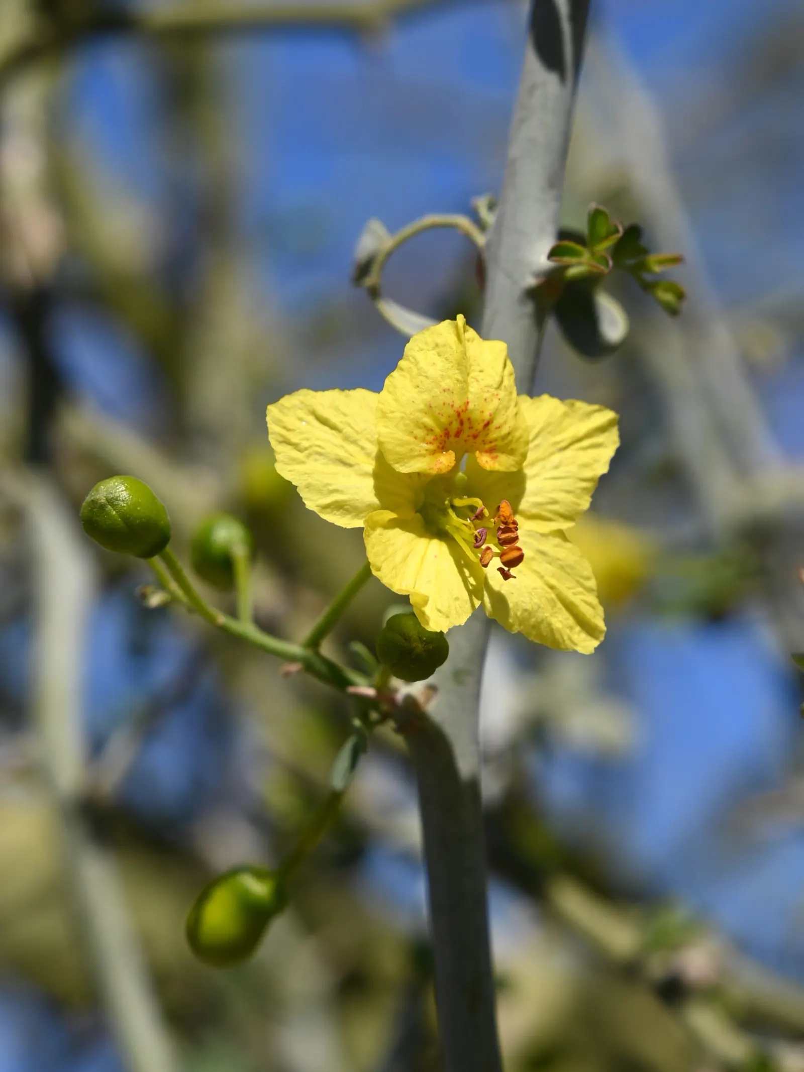 Blue Palo Verde (Parkinsonia Floridum) — showcases a lush canopy of blue-green foliage and striking yellow blooms; this adaptive trait enables it to thrive in